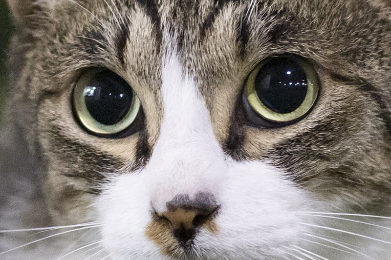 高感度でもノイズが少なく毛並みもしっかりしている