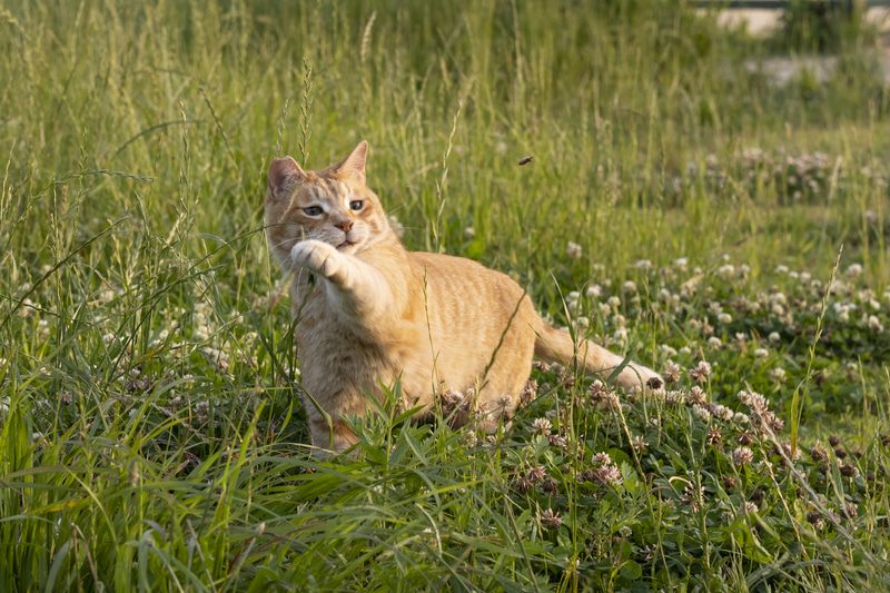 草に引っ付いていた羽虫にめがけてパンチを試みるがものの見事に逃げられる。単焦点レンズだと被写体検出の精度が上がる気がする<br><span class="fnt-85">RF50mm F1.2 L USM／50mm（80mm相当）／マニュアル露出（F5、1/1,250秒）／ISO 500／WB:オート</span>