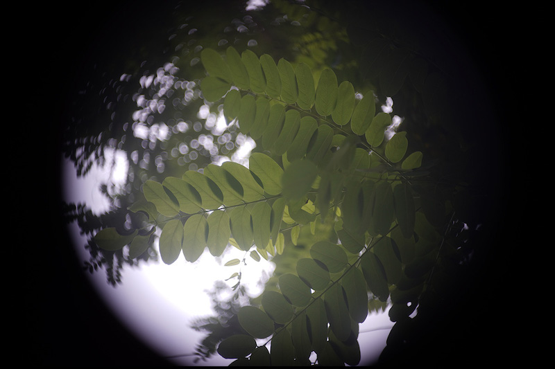 撮影サンプル（Kern Paillard YVAR 36mm F2.8　APS-C機）