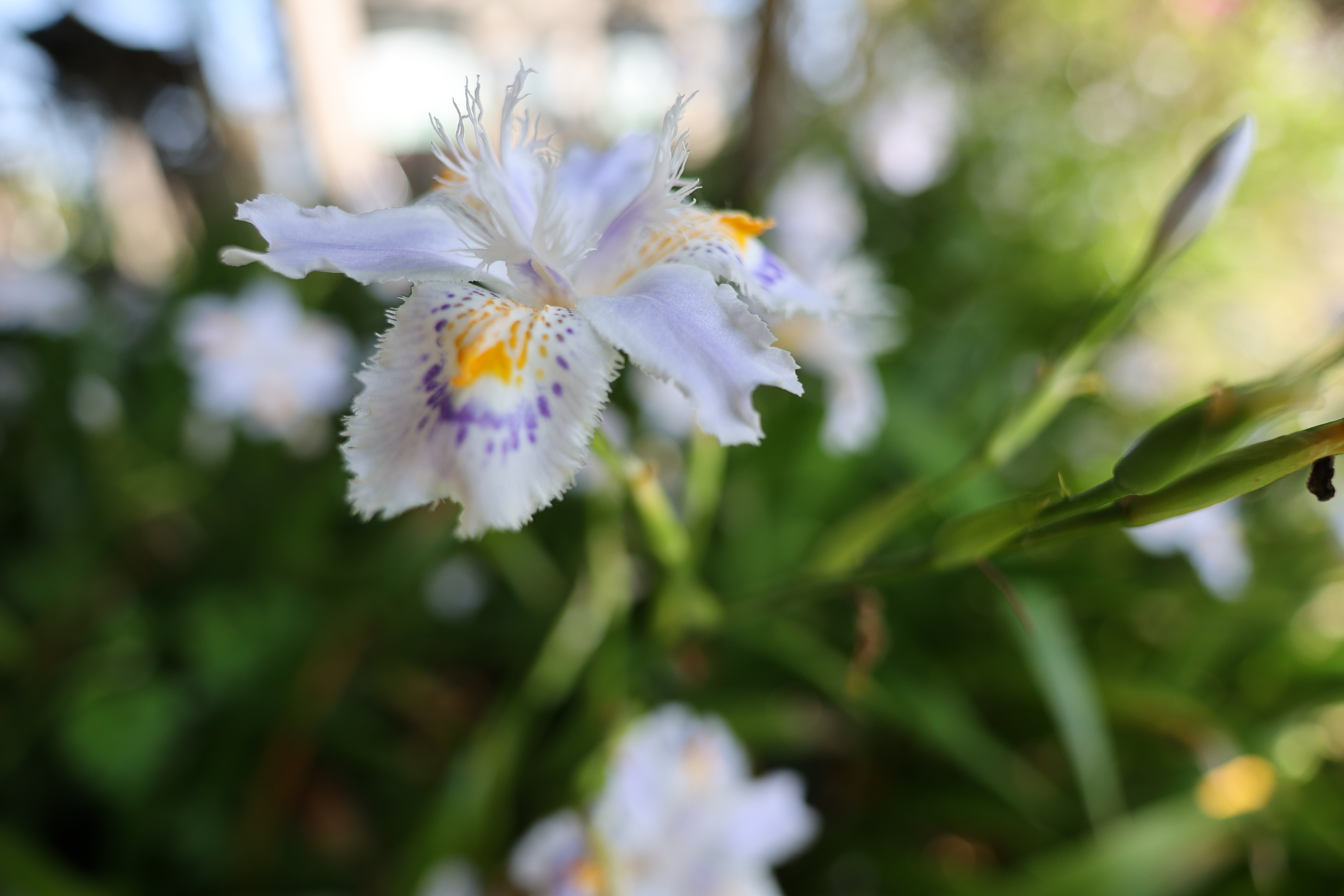 EOS R6　RF16mm F2.8 STM（F2.8・1/500秒）ISO 160