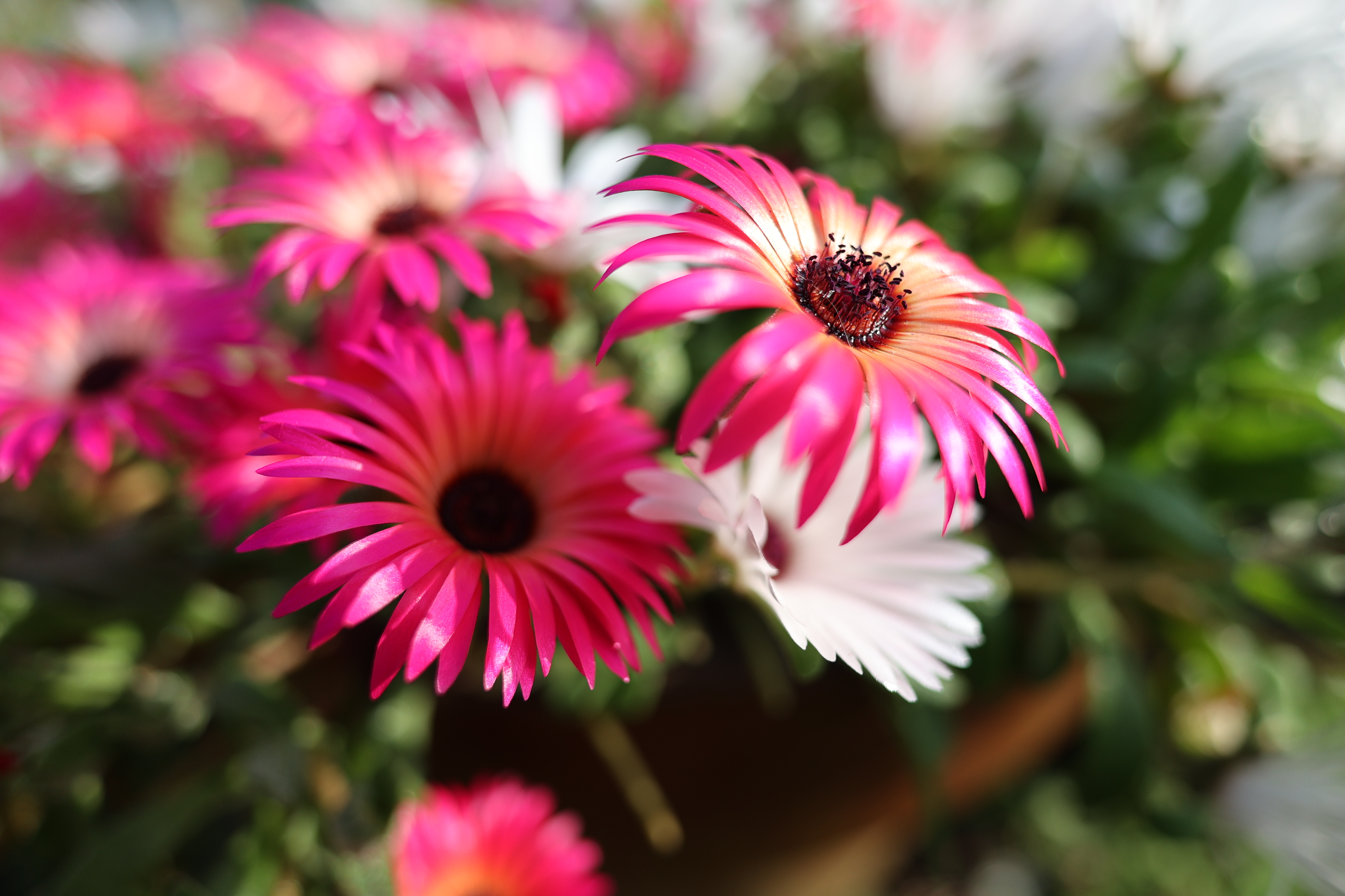 35mmフルサイズの画角で撮影（F2.8）