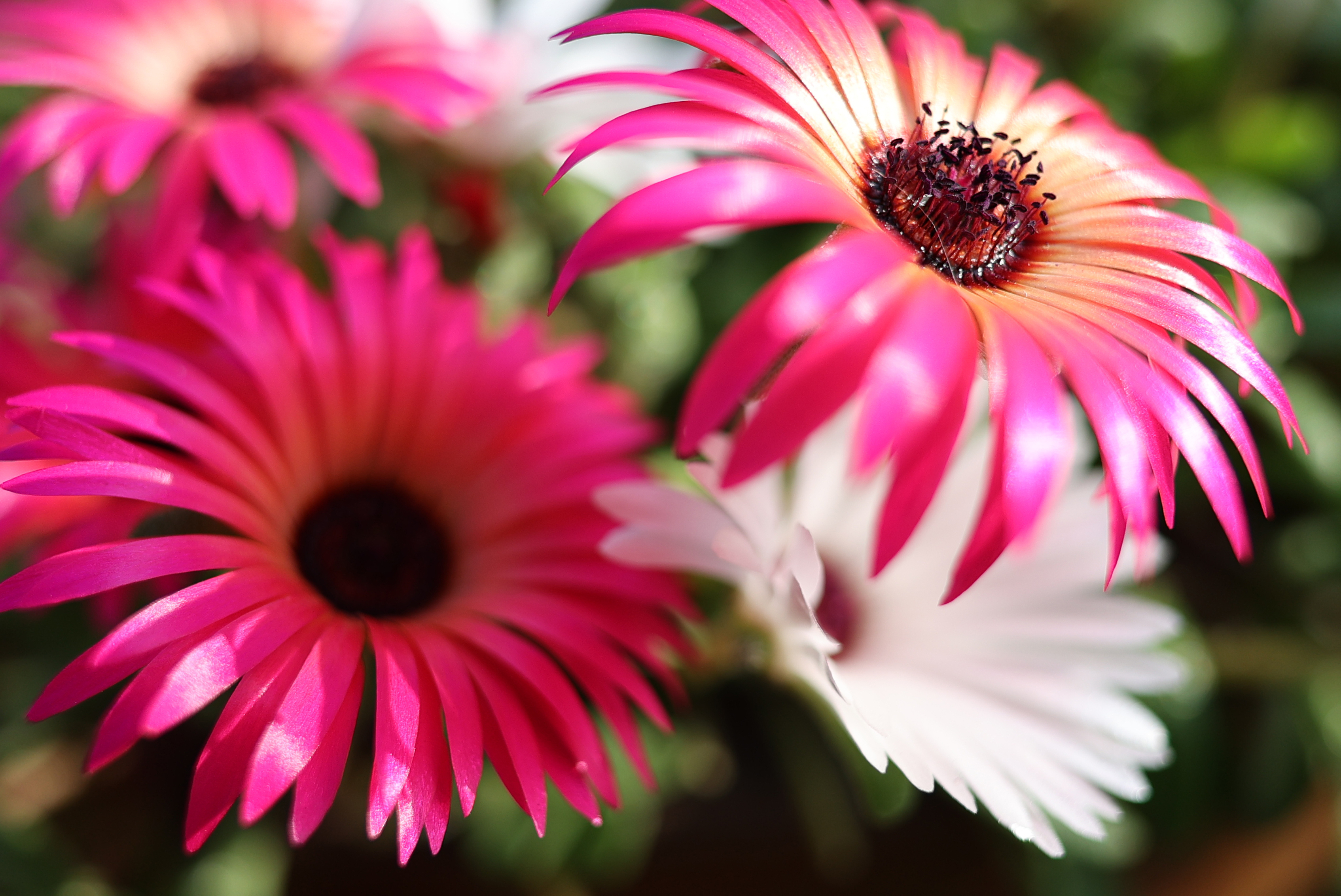 上の写真をAPS-C相当にトリミング