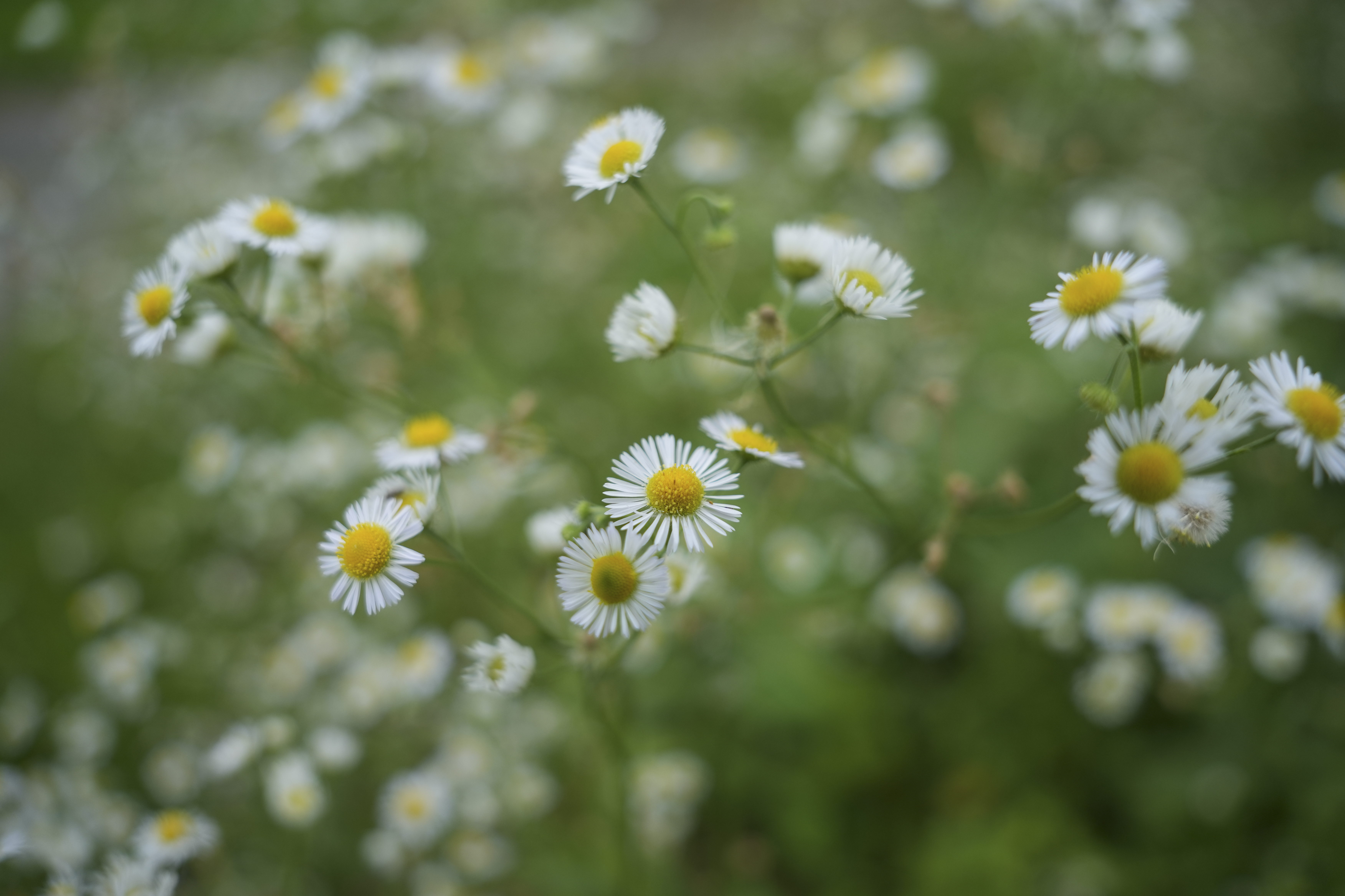 α7 IV／24mm／絞り優先（1/800秒・F2.8・+0.3EV）／ISO 400