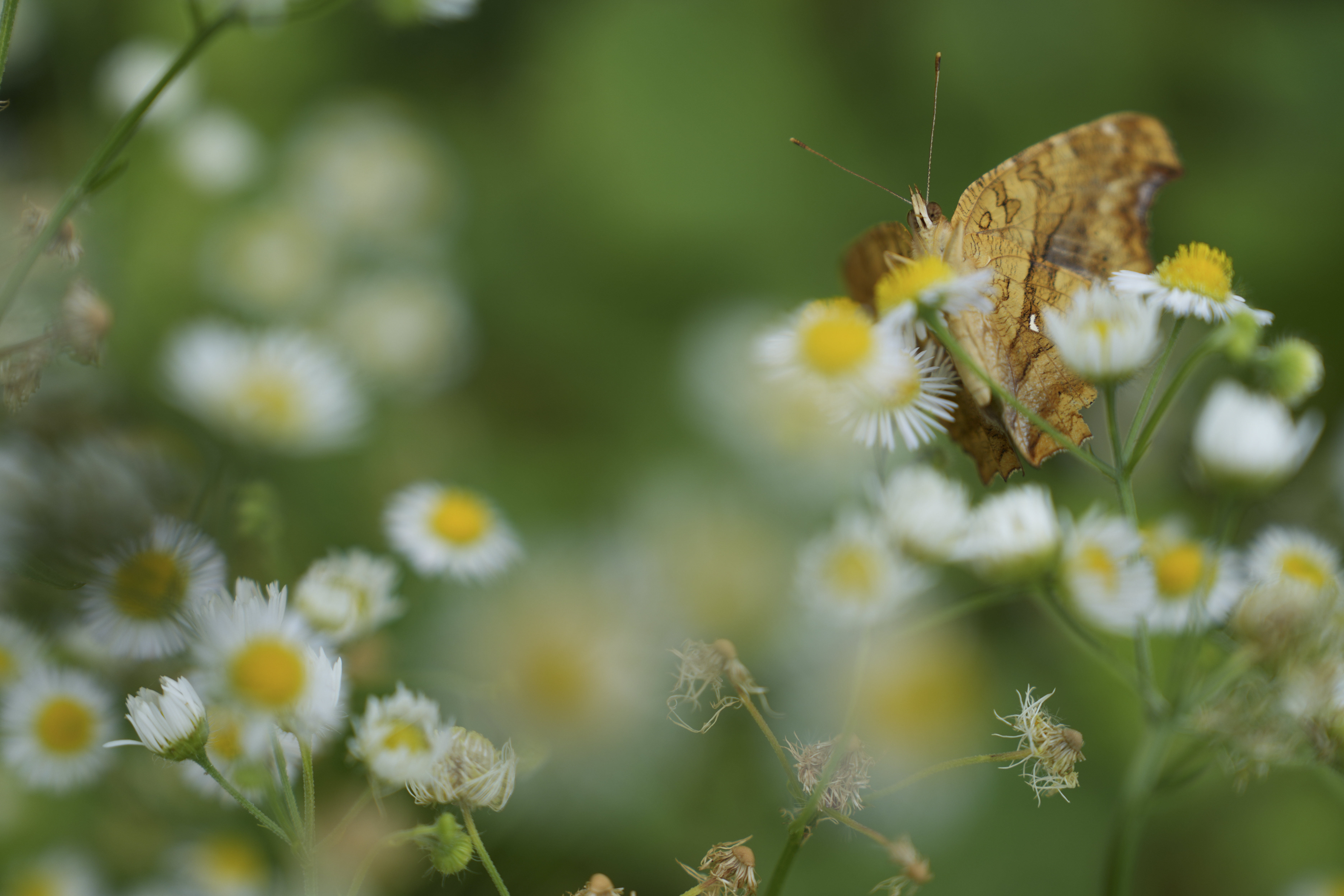 α7 IV／70mm／絞り優先（1/400秒・F2.8・±0.0EV）／ISO 100