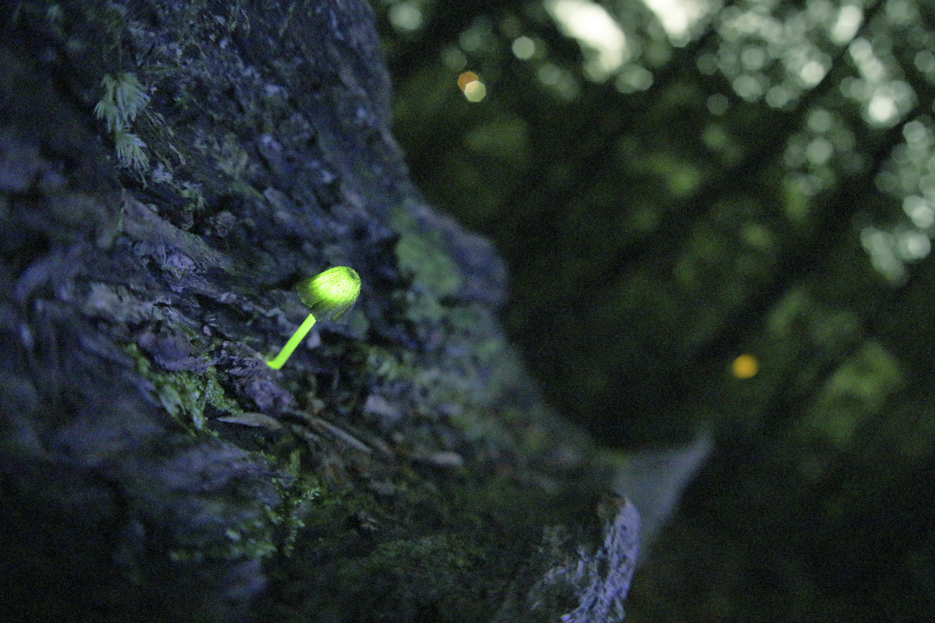 シイノトモシビタケ撮影のため、昼間のうちに三脚を設置。堅牢性が高いので、長時間置いた後でも構図が維持される。赤い雲台は夜間に目印の役割も果たす<br><span class="fnt-85">EOS 5D Mark Ⅳ／SIGMA 15mm F2.8 EX DG DIAGONAL FISHEYE／バルブ（F2.8、120秒）／ISO 6400／WB：オート</span>