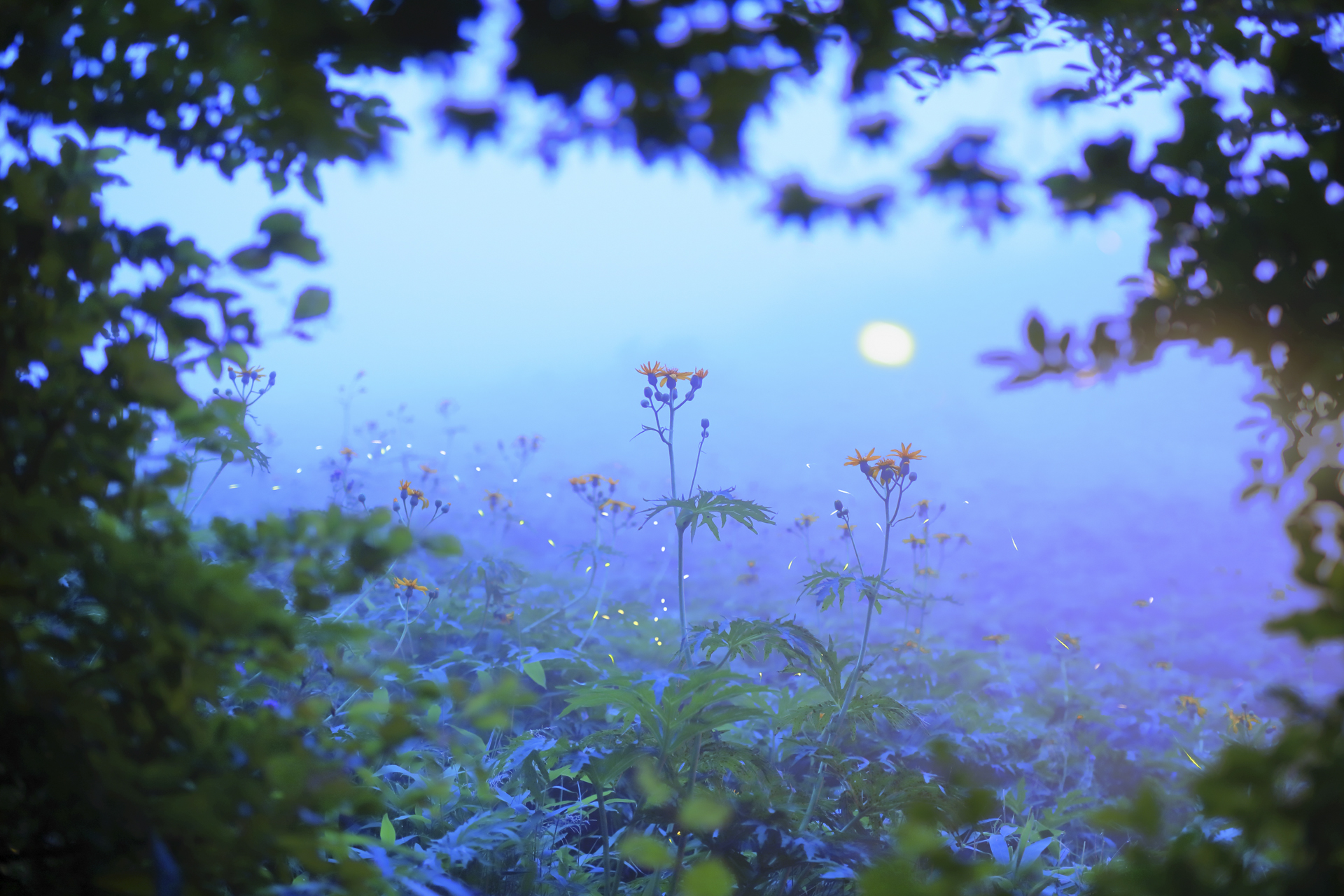 カルスト台地に咲くハンカイソウ。台地を担いで歩いても負担にならない軽さながら、設置後は安定感がある。脚の一部に滑り止めがあり、手に持って移動しやすい<br><span class="fnt-85">EOS 6D Mark II／EF24mm F1.4L  Ⅱ USM／24mm／絞り優先AE（F1.8、30秒、±0EV）／ISO 3200／ WB：オート</span>