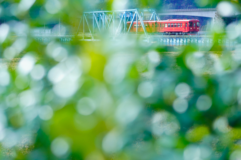 ソニーα7R IV　　FE 100-400mm F4.5-5.6 GM OSS（128mm） 絞り優先オート（F5.6、1/500秒）ISO 400　WB：太陽光