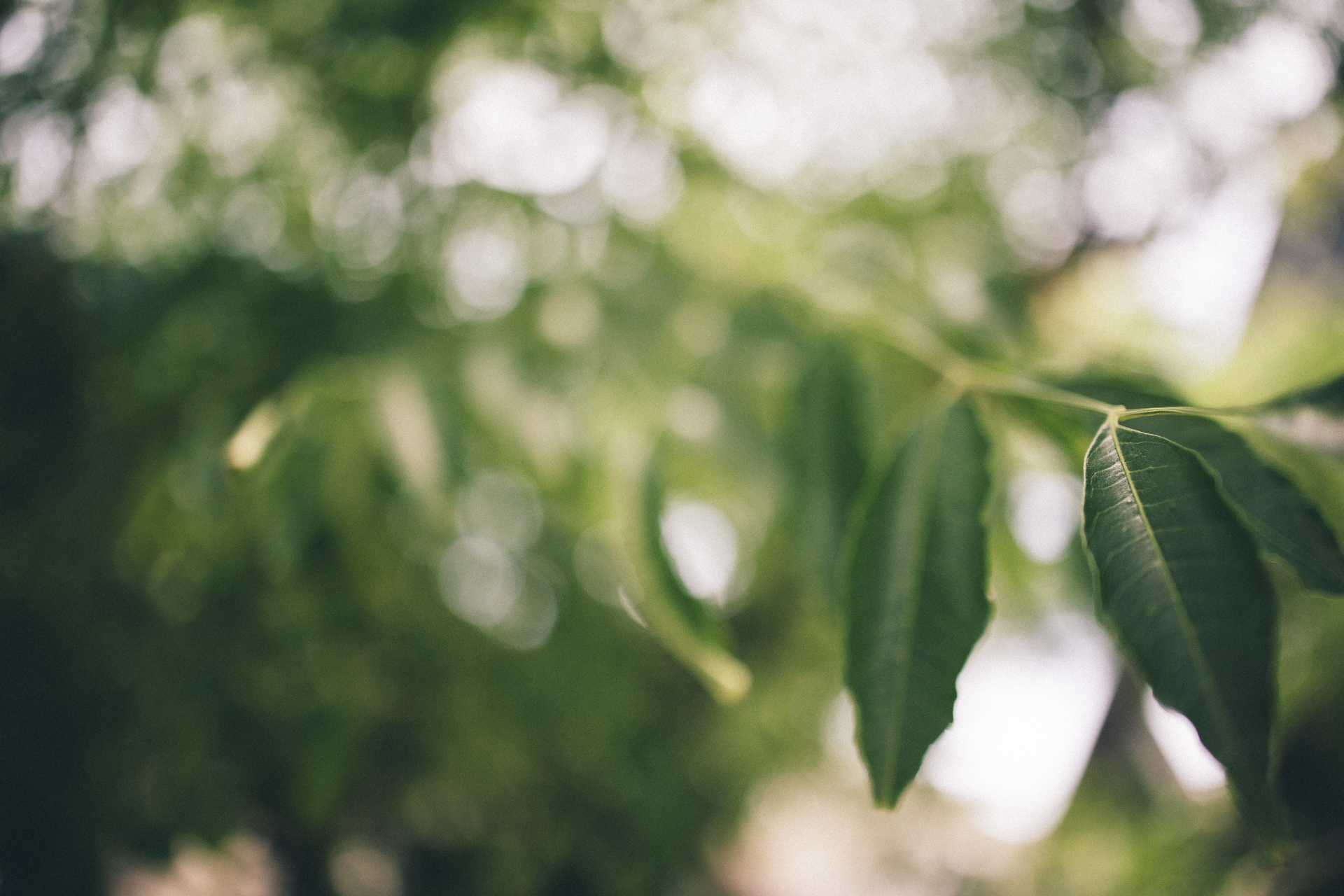 最短撮影距離は14cm、最大撮影倍率は0.5倍と高い近接性能を有している。特定の被写体をクローズアップできることはもちろん、旅先の食事を座ったままアップで写すといった撮影にも便利だ