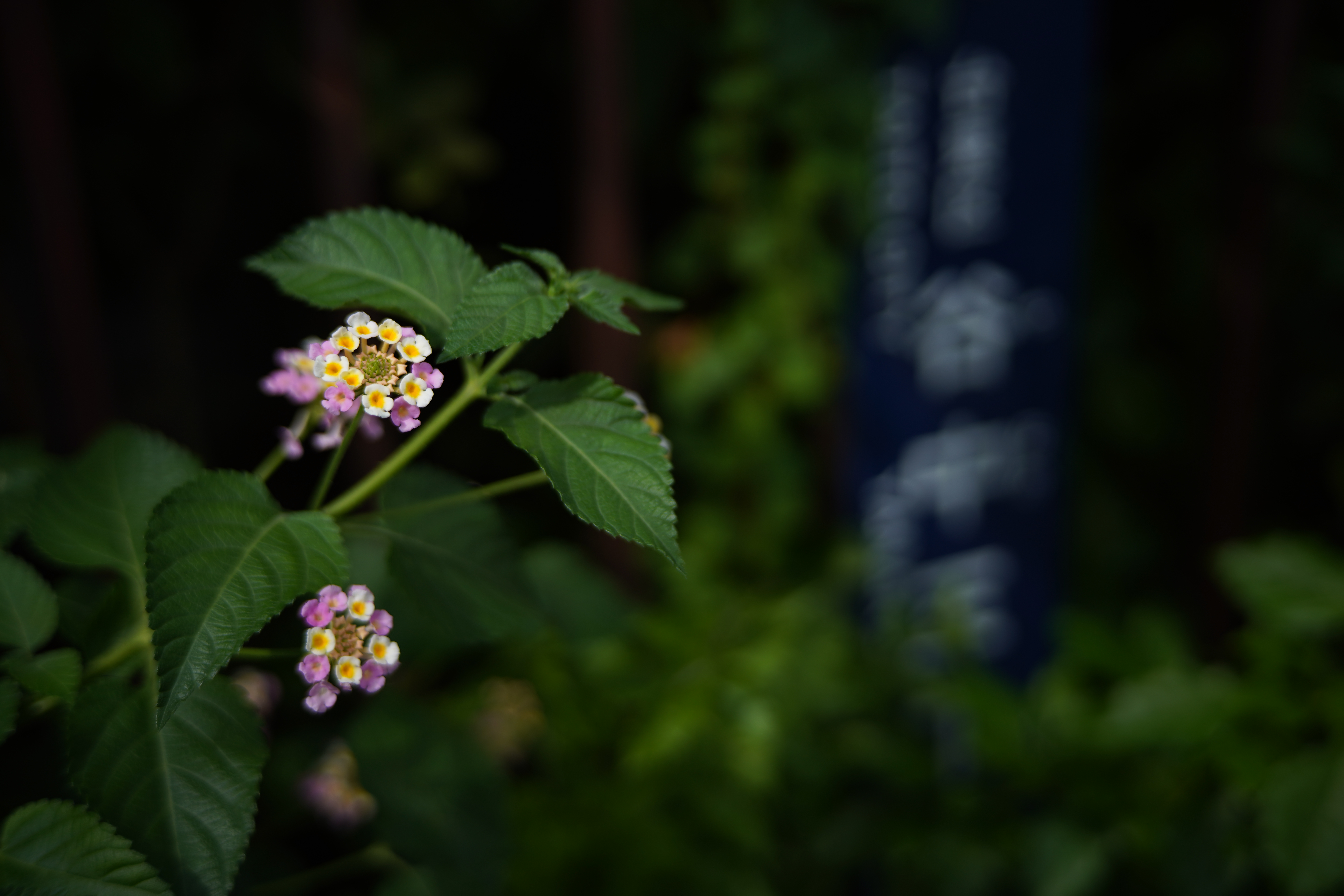 α7 III / マニュアル（F2・1/1,600秒）/ ISO 100