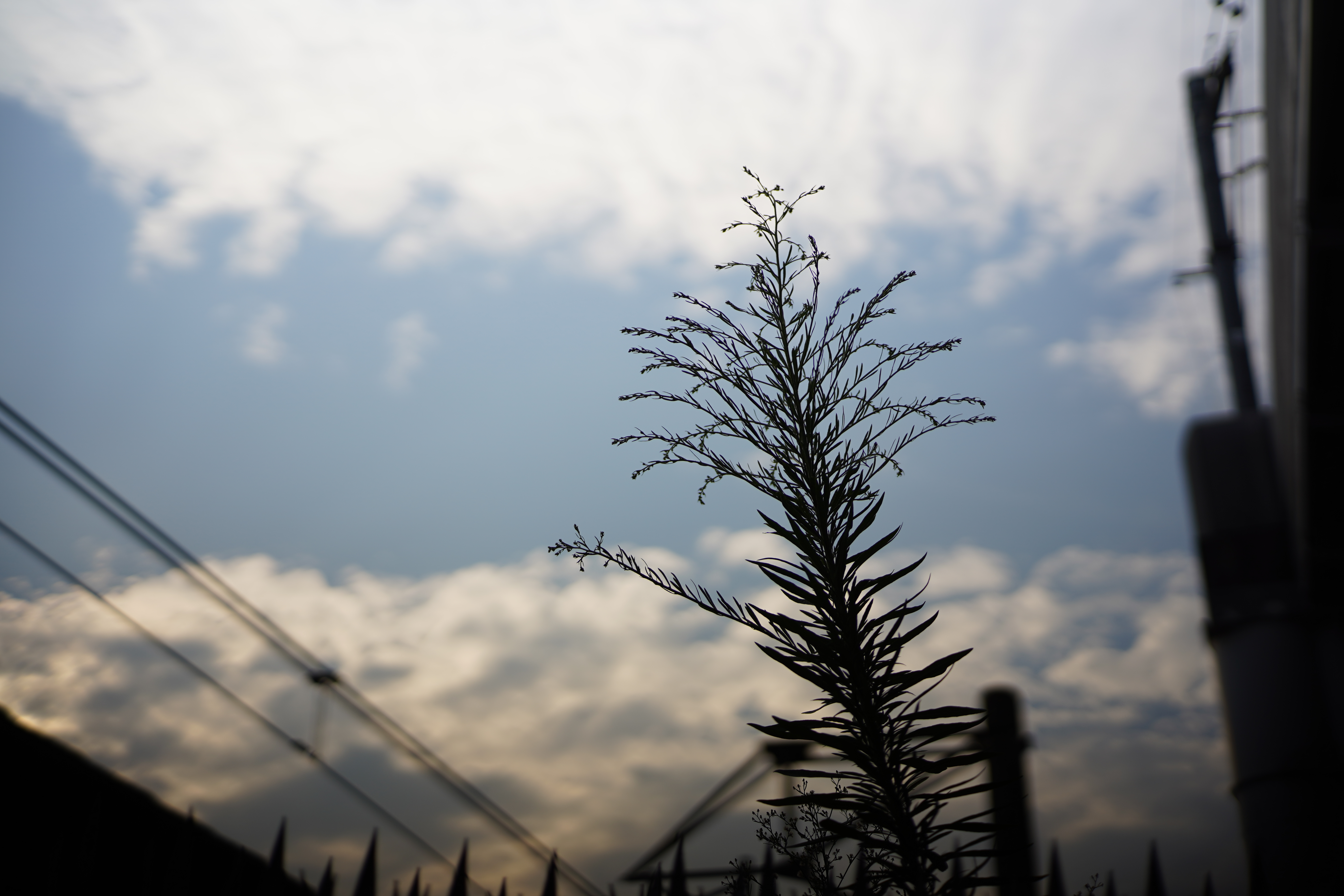 α7 III / マニュアル（F2・1/6,400秒）/ ISO 100