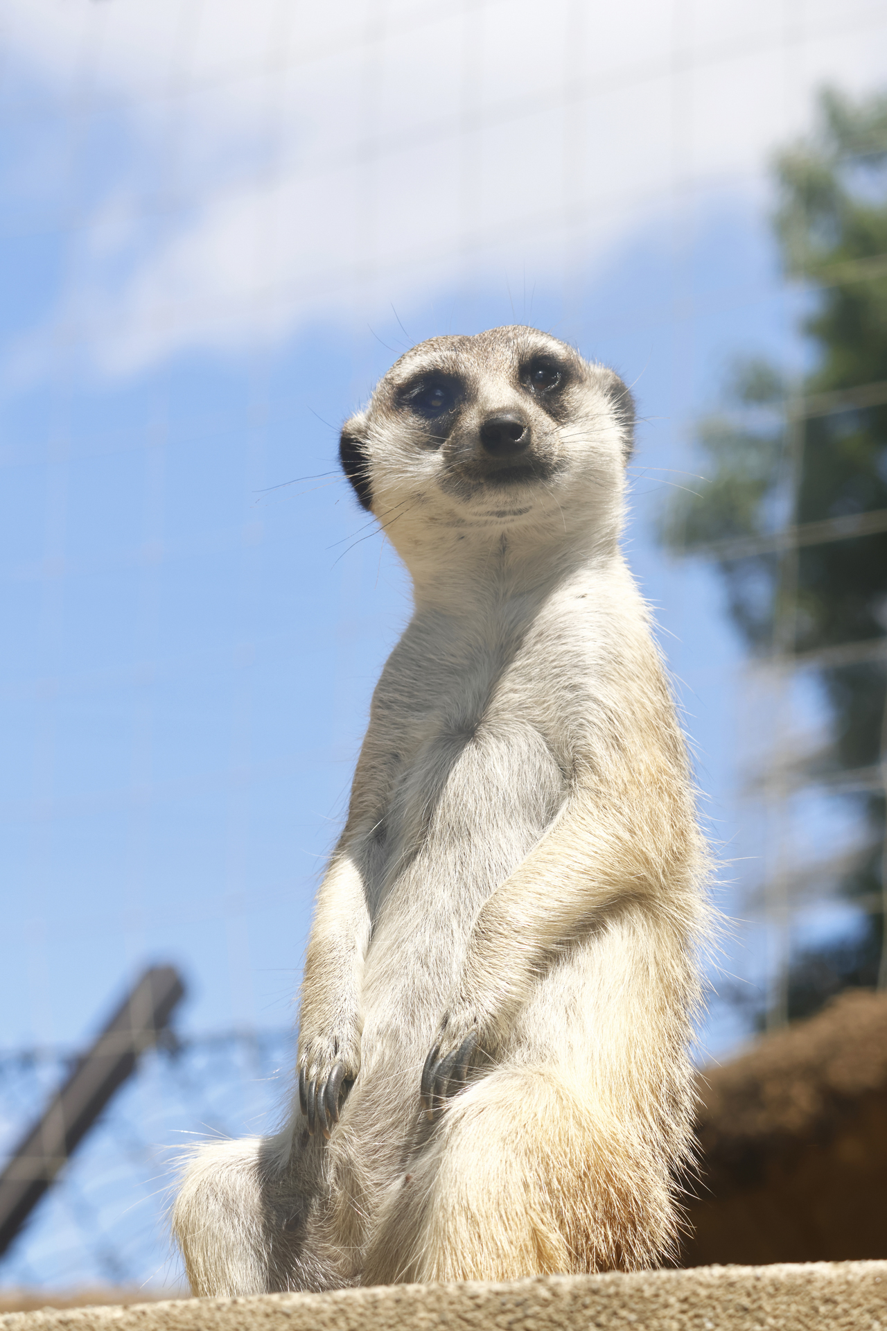 3,250万画素なのでミーアキャットの毛並みや小さく細かいヒゲなども、しっかりと高解像度で表現されている<br><span class="fnt-85">RF100-400mm F5.6-8 IS USM／100mm（160mm相当）／シャッター優先AE（F11、1/200秒、+0.7EV)／ISO 125／WB:オート</span>