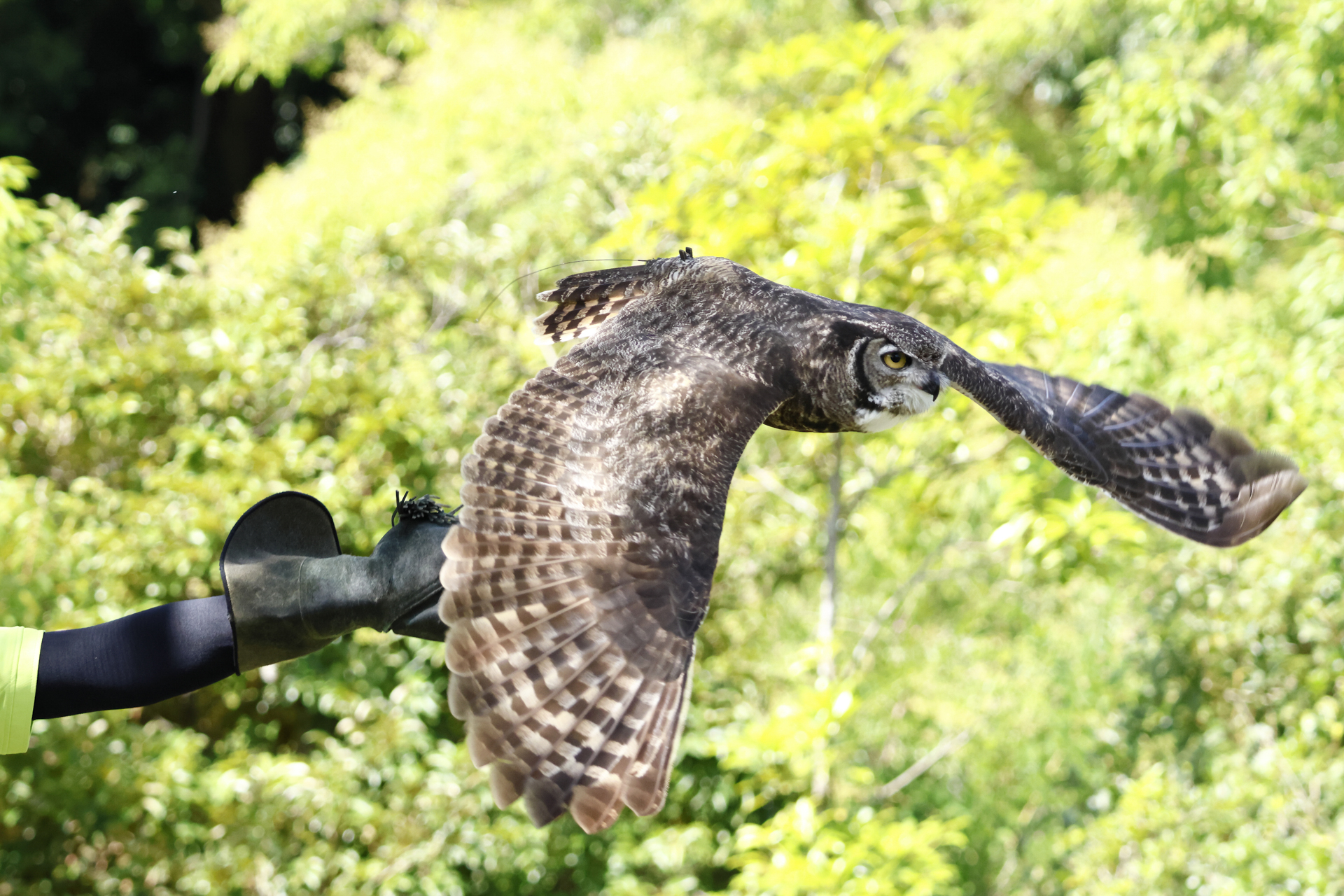 <span class="fnt-85">RF100-400mm F5.6-8 IS USM／149mm（238mm相当）／シャッター優先AE（F6.4、1/2,000秒、＋0.7EV）／ISO 2000／WB：オート</span>