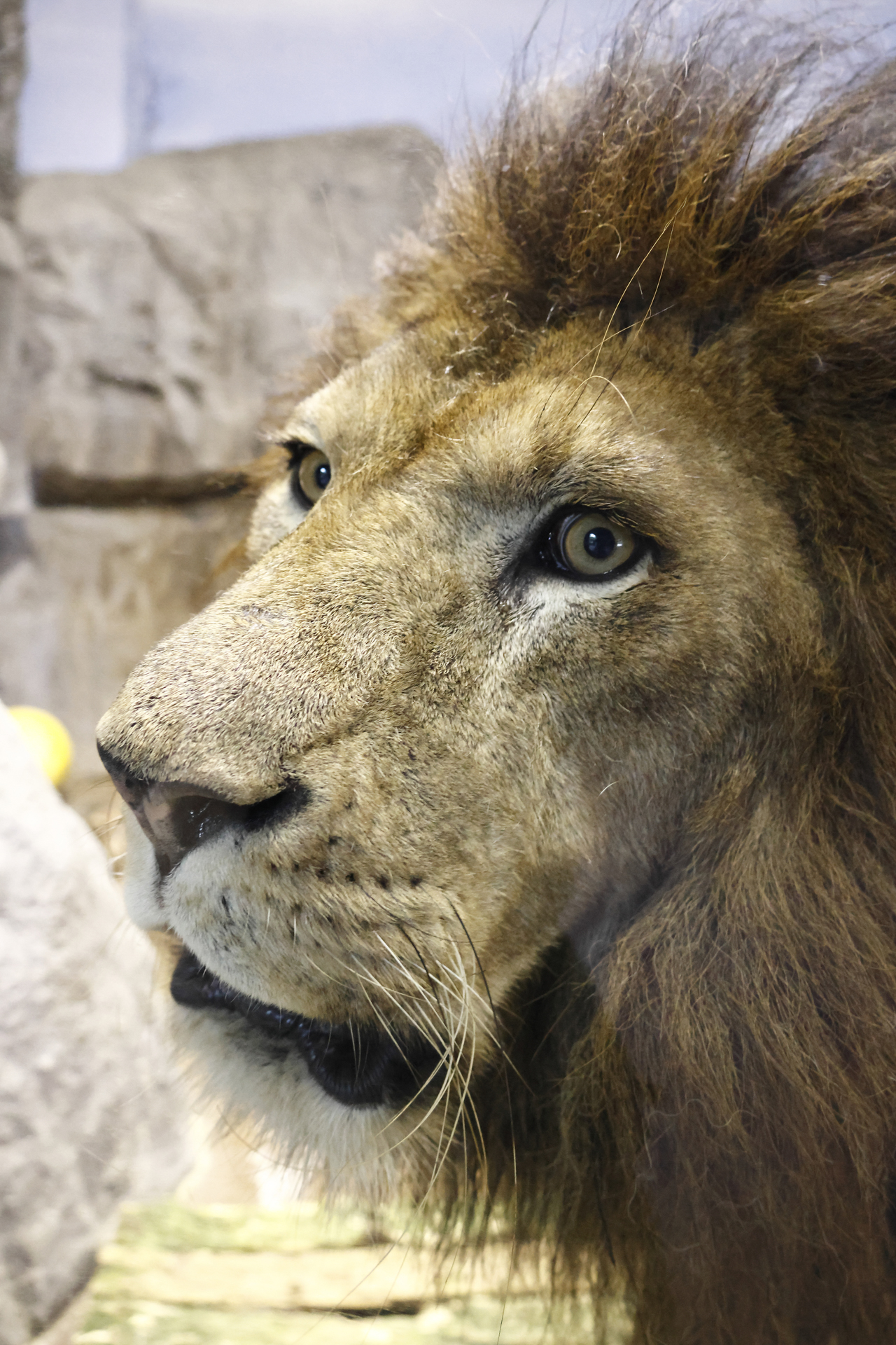 <span class="fnt-85">RF100-500mm F4.5-7.1 L IS USM／363mm（580mm相当）／シャッター優先AE（F9、1/500秒、-0.3EV）／ISO 100／WB:オート</span>