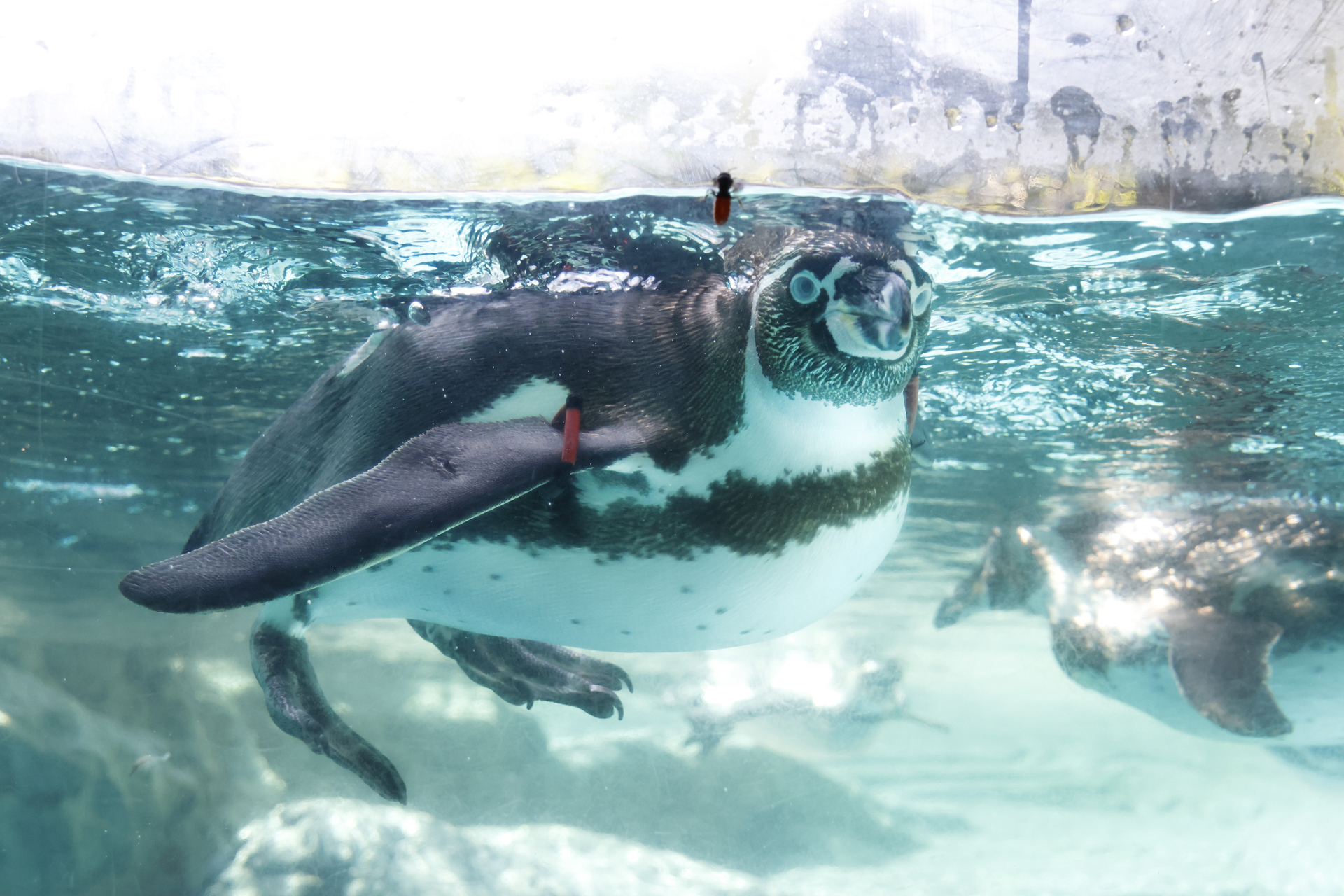 ガラス面にいる虫が気になって仕方がないペンギン。絶え間なく動く動作もしっかり追尾してくれた<br><span class="fnt-85">RF100-500mm F4.5-7.1 L IS USM／400mm（640mm相当）／シャッター優先AE（F6.3、1/400秒、-0.3EV）／ISO 125／WB:オート</span>