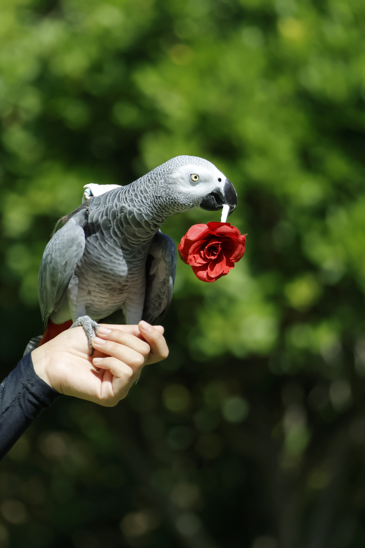グリーンを背景にした美しく印象的なヨウム。被写体検出を動物優先に設定すると、動きに合わせてしっかりトラッキングしてくれた<br><span class="fnt-85">RF100-500mm F4.5-7.1 L IS USM／270mm（432mm相当）／シャッター優先AE（F5.6、1/500秒、-0.3EV）／ISO 160／WB:オート</span>