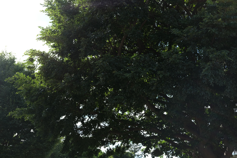 【F6.4】実写して写りに違いは出るか、フレアが目立つ条件で試してみた。これはフードなし。画面左上からの光でフレアが出て、シャドーの締まりが弱い。