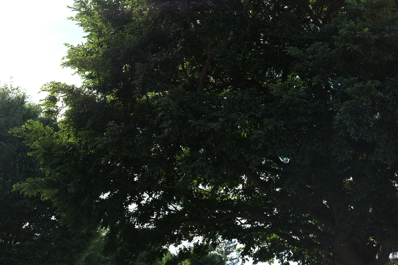 【F6.4】付属フードを装着。フレアがカットされて、シャドーが締まったのがわかる。