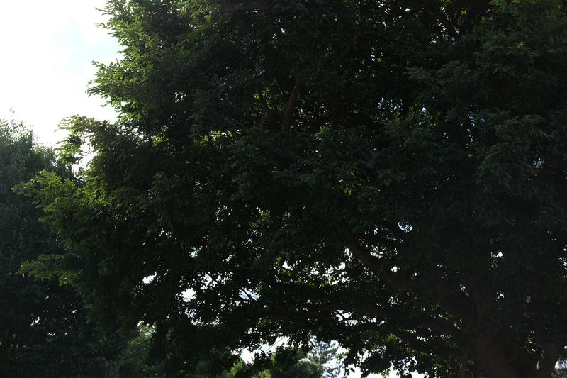 【F6.4】わずかだが内蔵フードよりさらにシャドーが締まった。とはいえ、ここまで差をつけるのは非常に難しかった。付属のフードでも通常の使用では十分な効果がありそうだ。