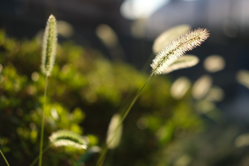 【F2】画面右上のボケを見ると、フードなしより暗くなり、シャドーが締まっている。
