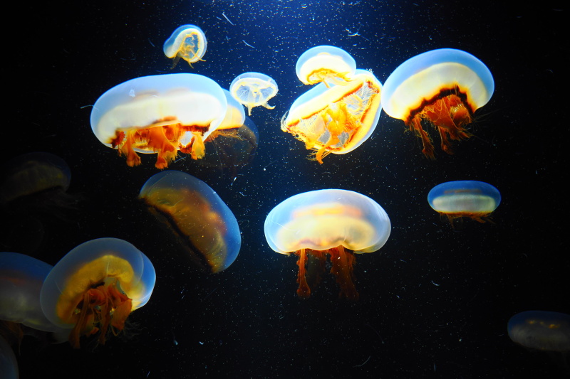 帰りに加茂水族館に寄り、クラゲの写真を撮ってきました。