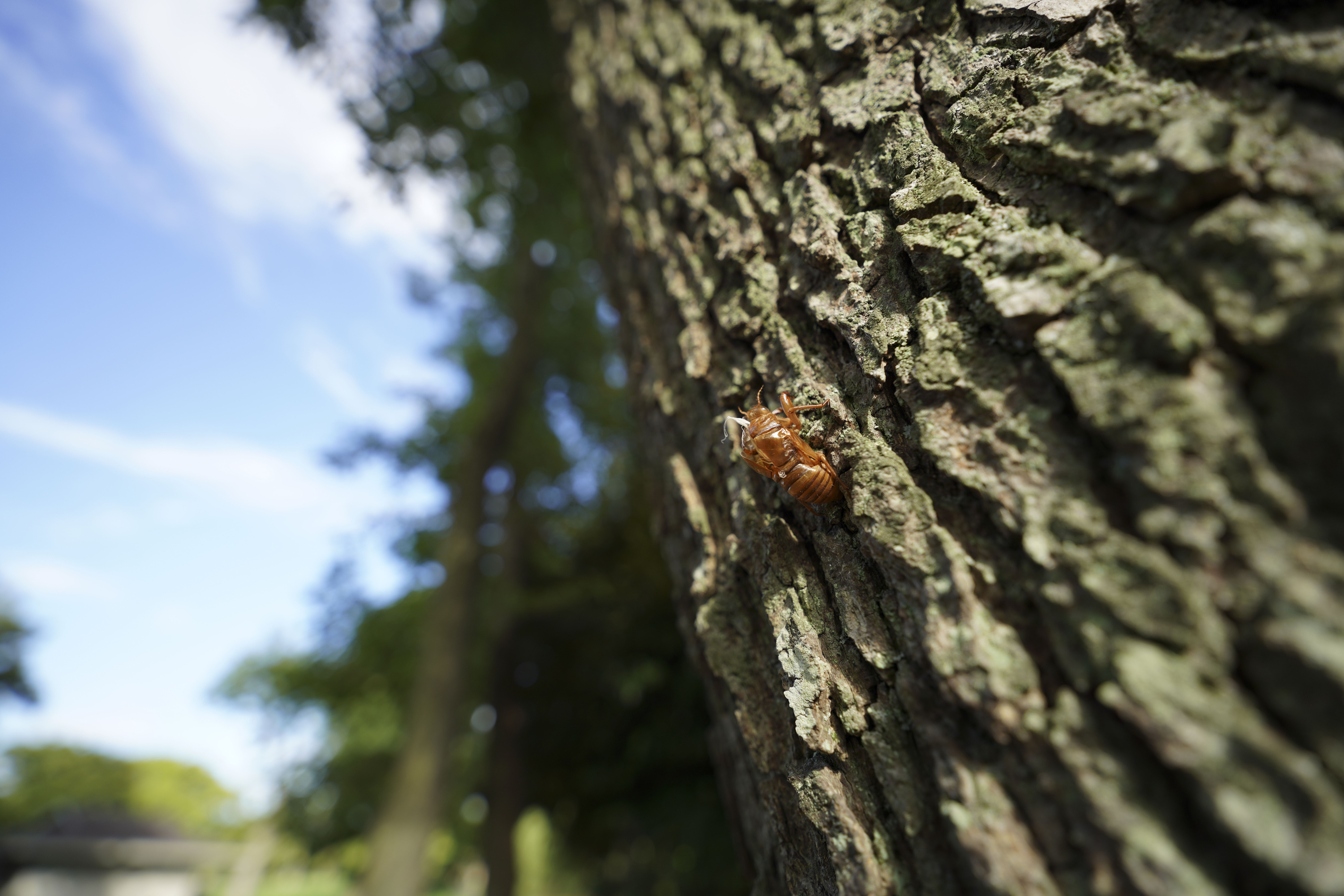 α7R IV／SIGMA 16-28mm F2.8 DG DN | Contemporary／16mm／絞り優先（1/400秒・F2.8・±0.0EV）／ISO 100