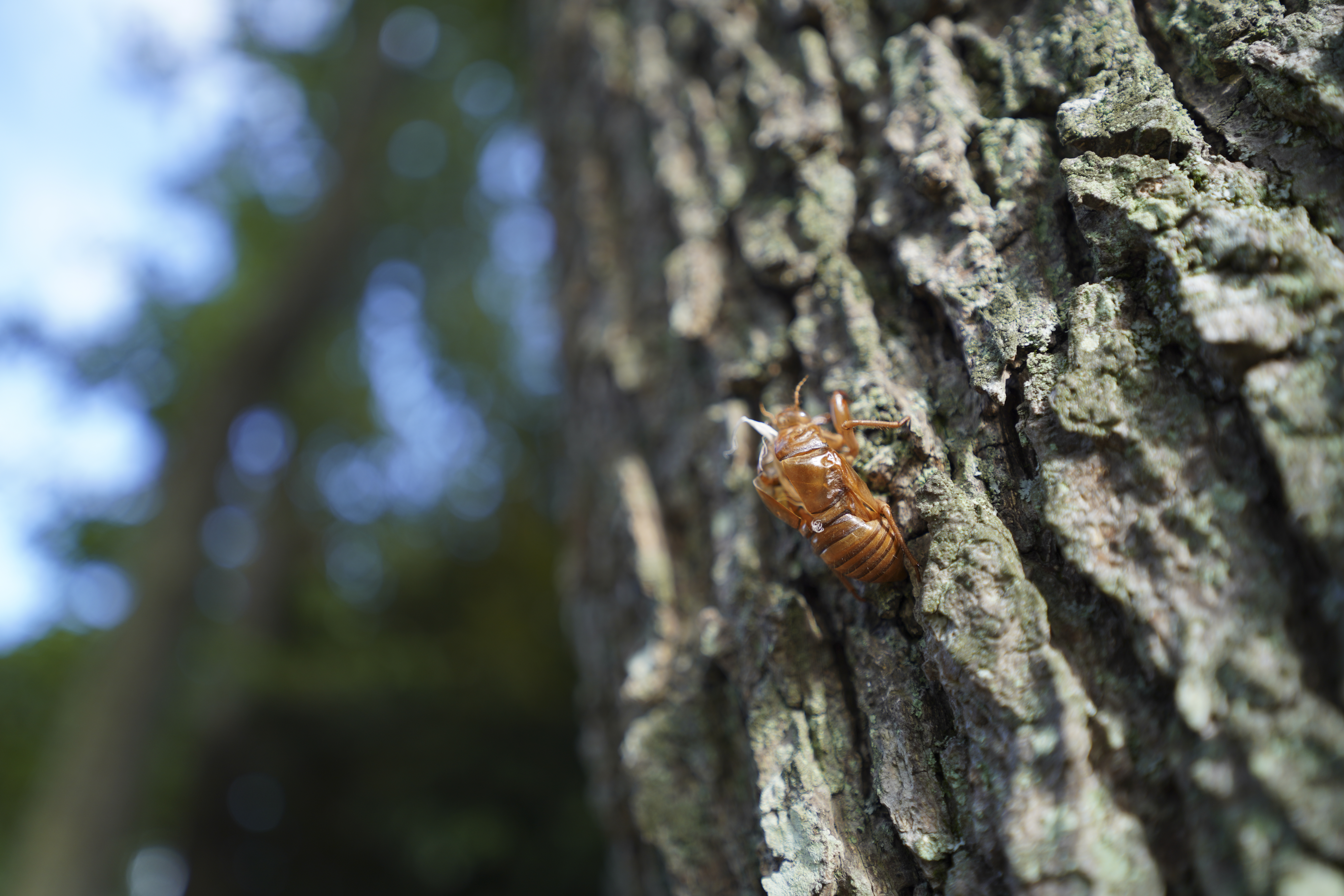 α7R IV／SIGMA 16-28mm F2.8 DG DN | Contemporary／28mm／絞り優先（1/200秒・F2.8・-0.3EV）／ISO 100