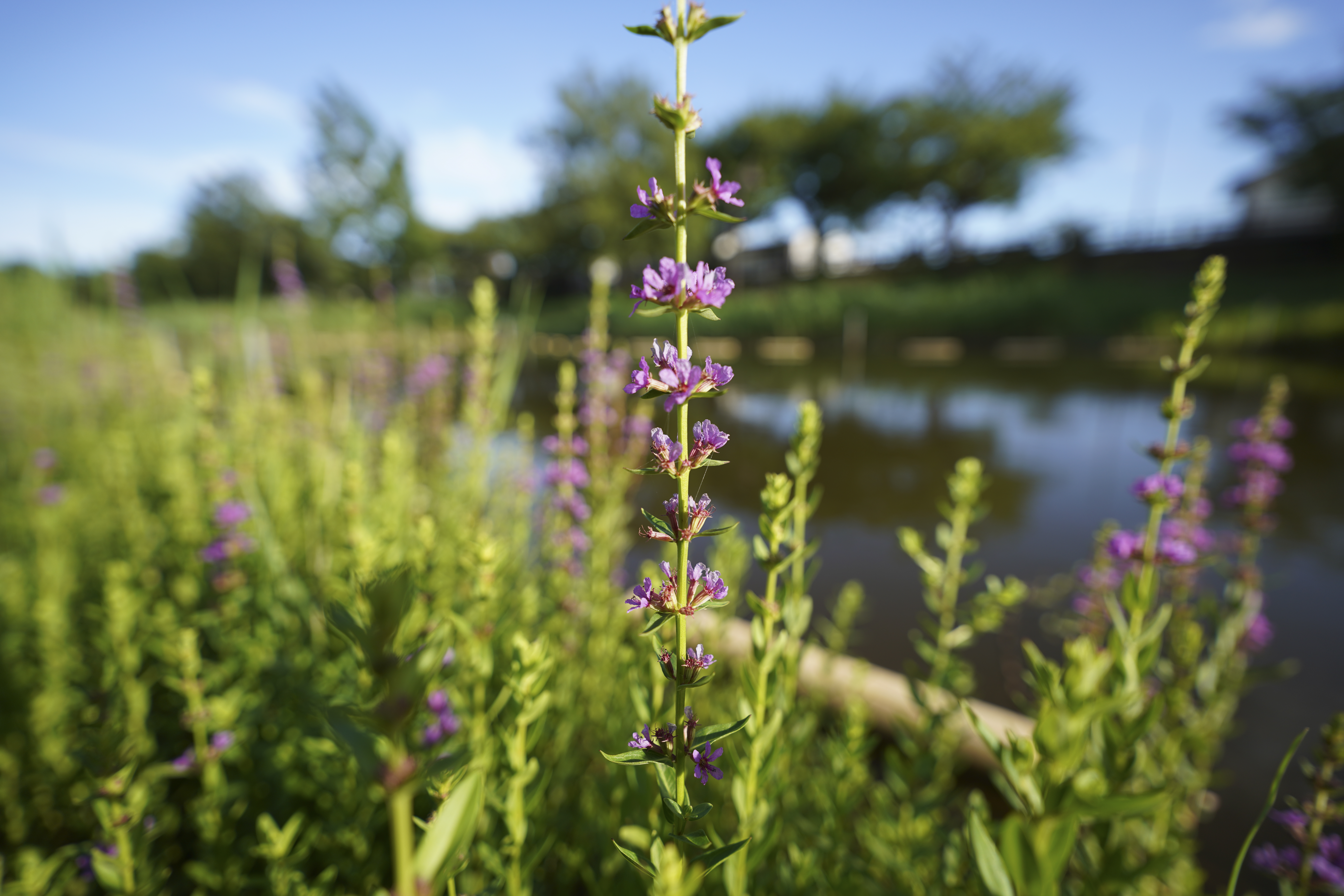 α7R IV／SIGMA 16-28mm F2.8 DG DN | Contemporary／16mm／絞り優先（1/800秒・F2.8・-0.3EV）／ISO 100