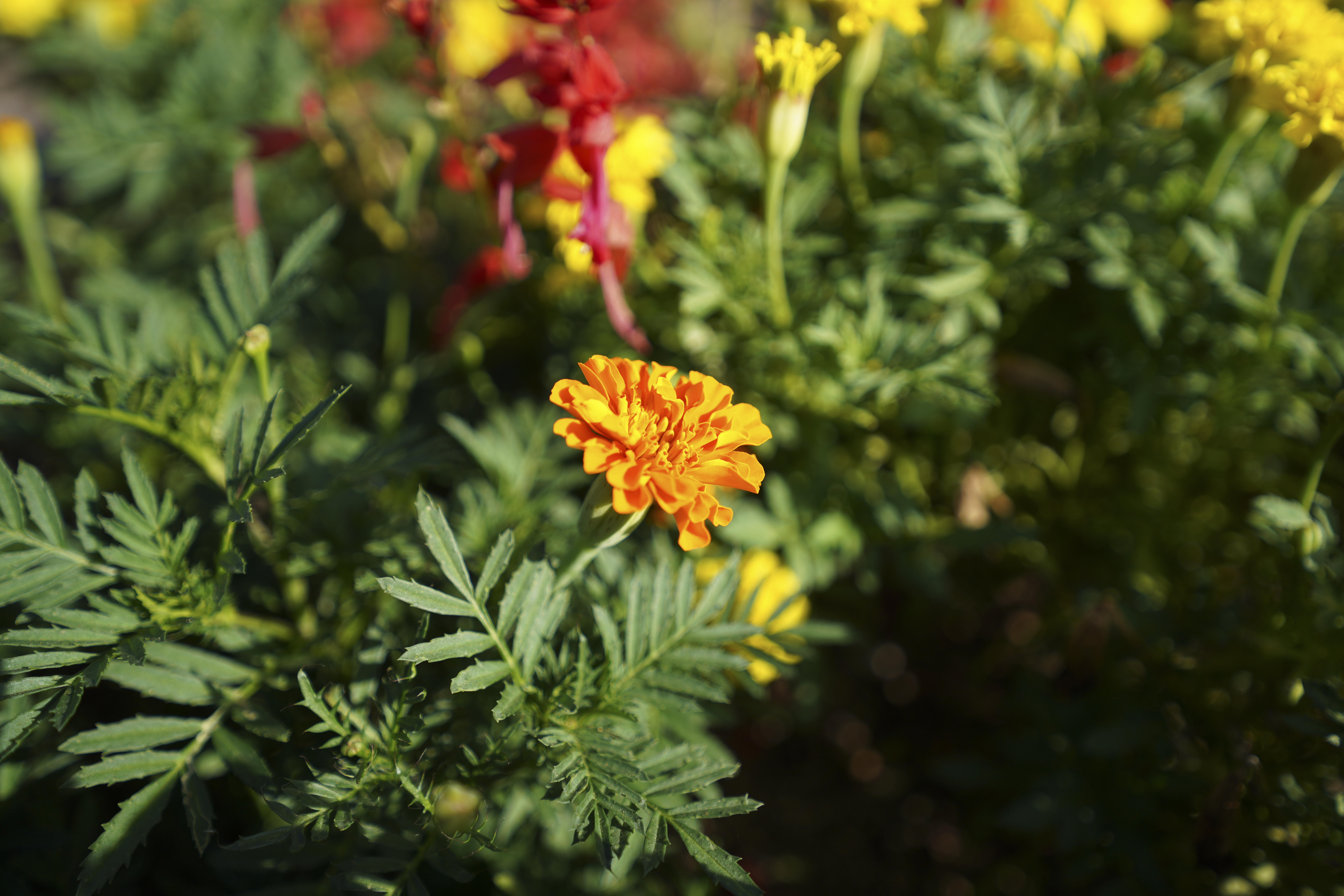 α7R IV／SIGMA 16-28mm F2.8 DG DN | Contemporary／27mm／絞り優先（1/1,250秒・F2.8・-0.3EV）／ISO 100