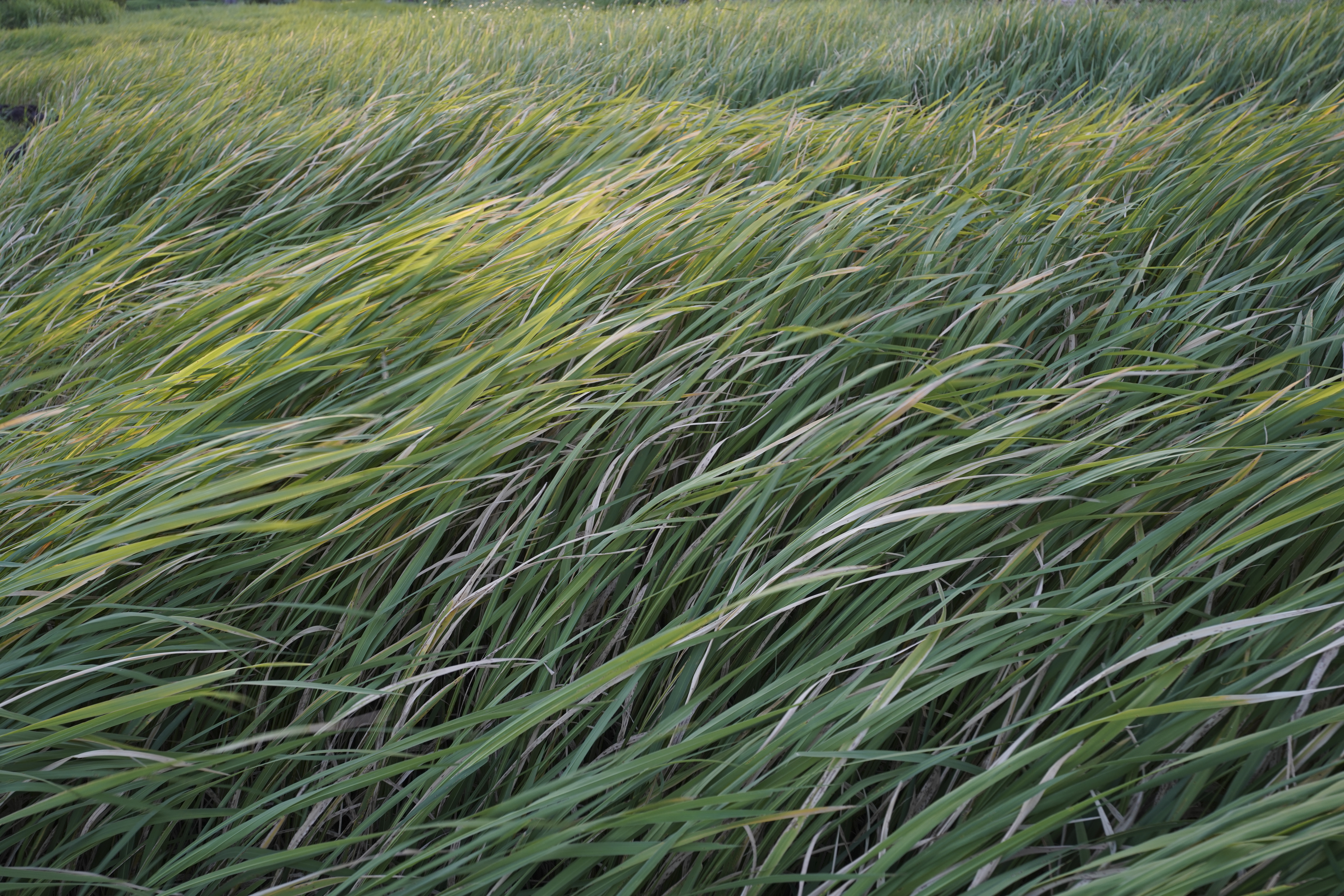 α7R IV／SIGMA 16-28mm F2.8 DG DN | Contemporary／28mm／絞り優先（1/100秒・F5.6・-0.3EV）／ISO 400