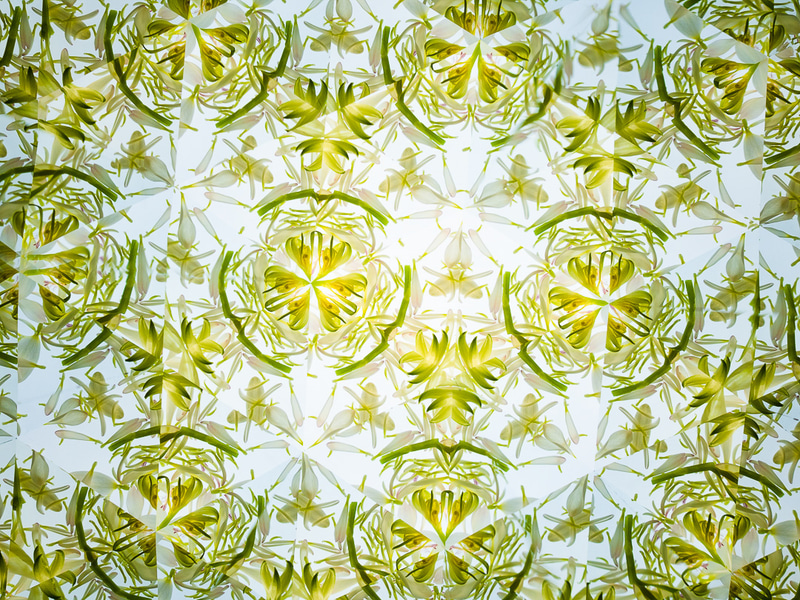 デジカメでの撮影例（OM-1＋M.ZUIKO DIGITAL 17mm F1.8）。広角レンズだと三角形のパターンが増える