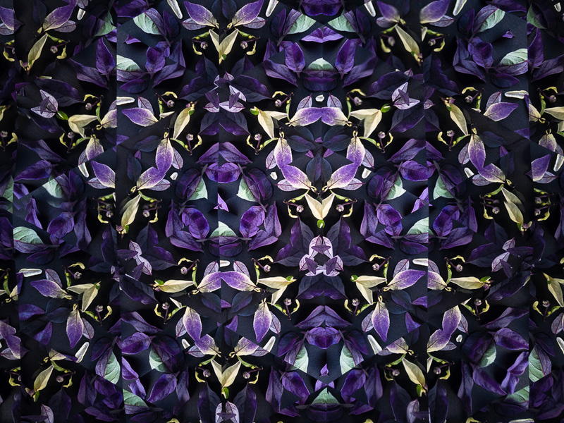 バックに黒い紙を敷きサイドからライトを当てた。OM-1＋M.ZUIKO DIGITAL 17mm F1.8