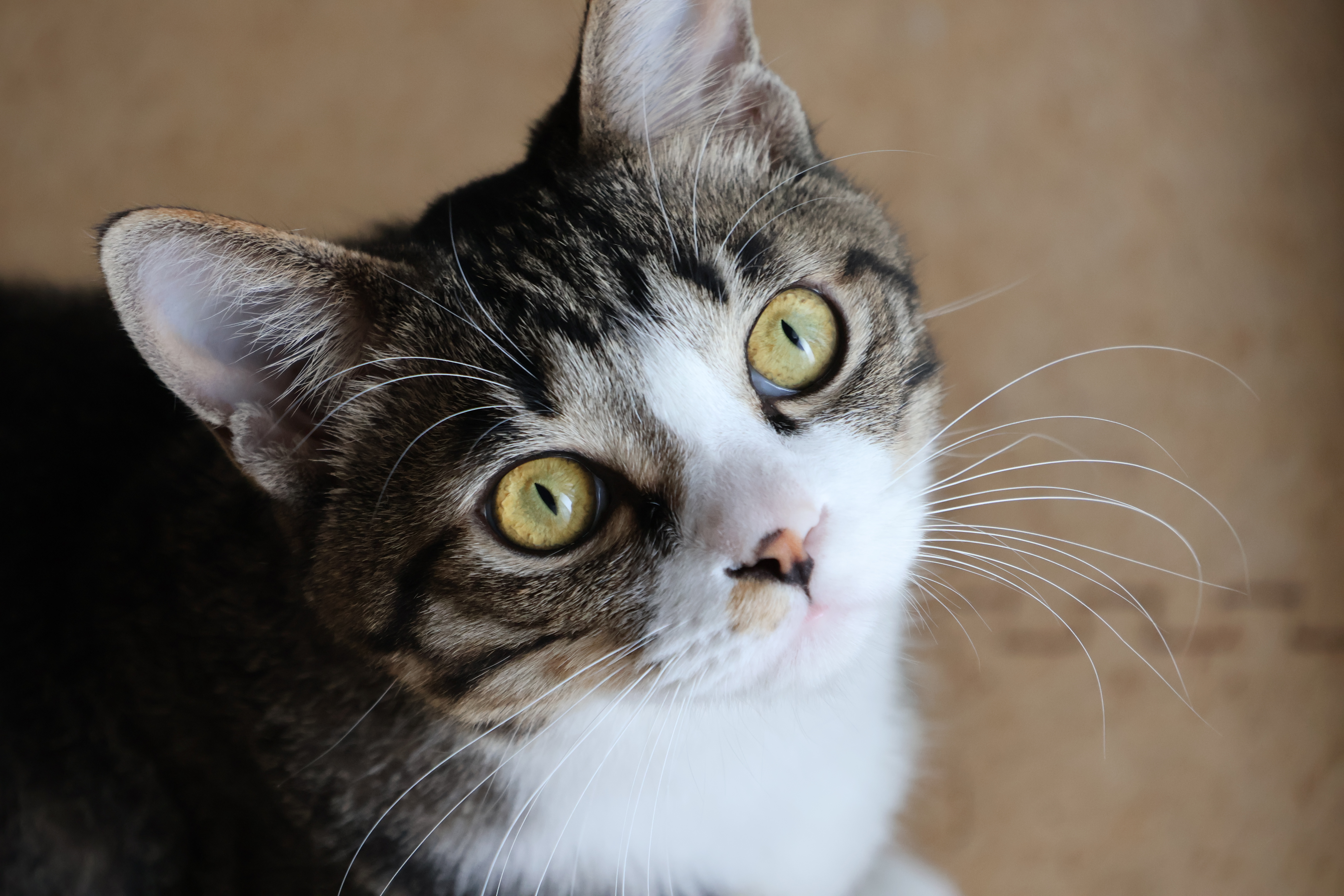 EOS R10　RF-S18-150mm F3.5-6.3 IS STM（125mm・F6.3・1/200秒）ISO 1600