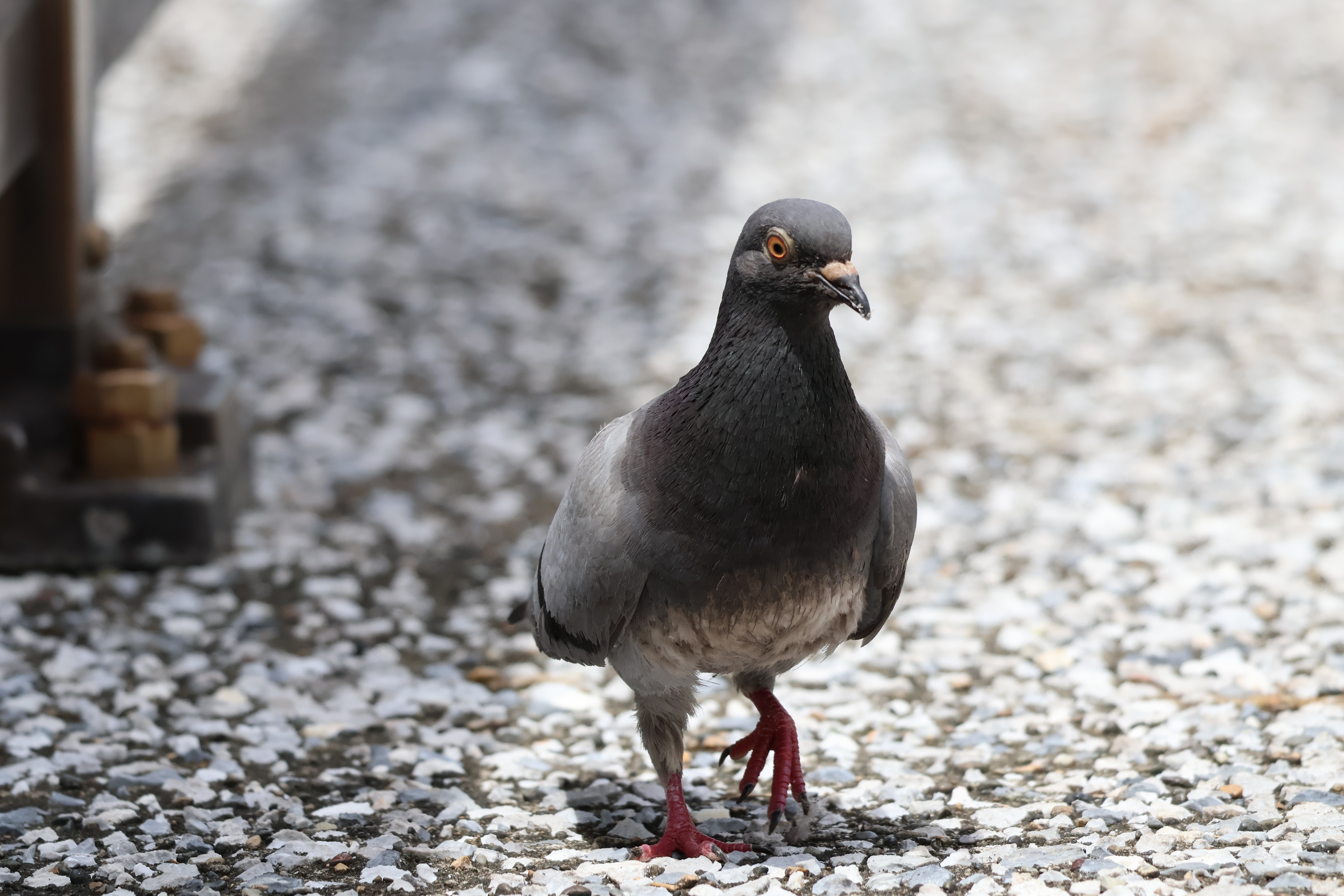 EOS R10　RF100-400mm F5.6-8 IS USM（300mm・F8・1/1,600秒）ISO 800