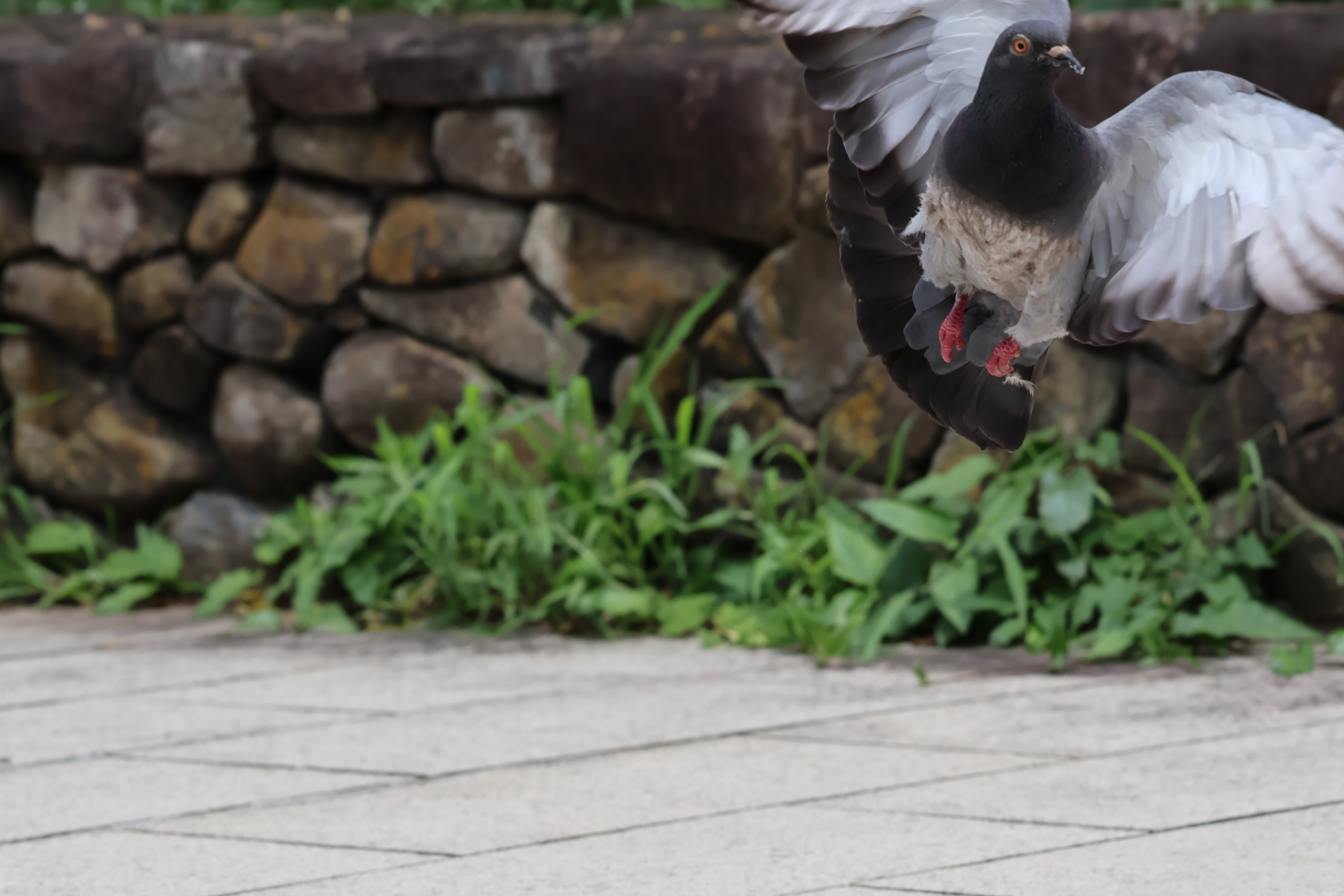 EOS R10　RF100-400mm F5.6-8 IS USM（156mm・F10・1/1,600秒）ISO 800