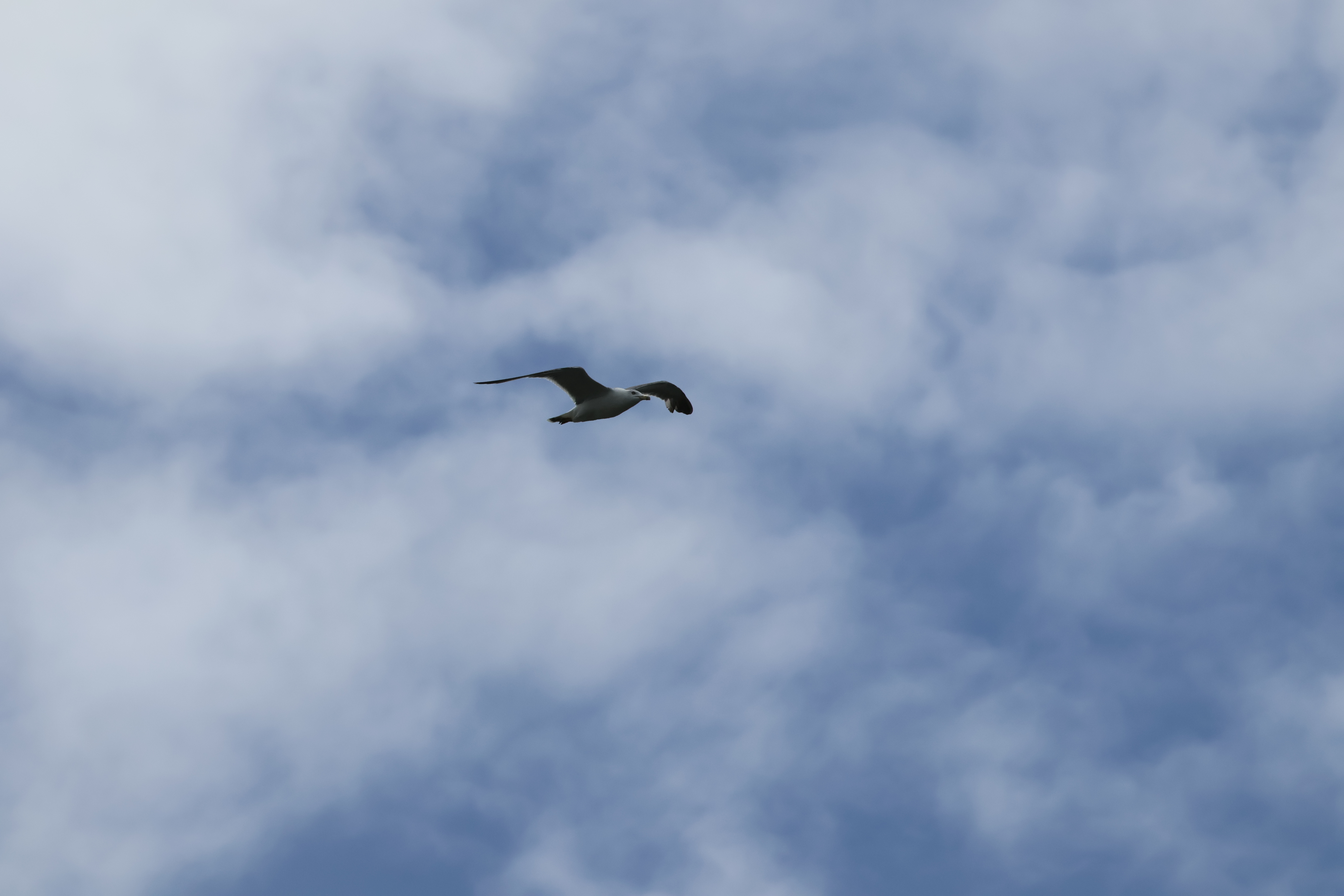 EOS R10　RF100-400mm F5.6-8 IS USM（400mm・F16・1/1,600秒）ISO 800