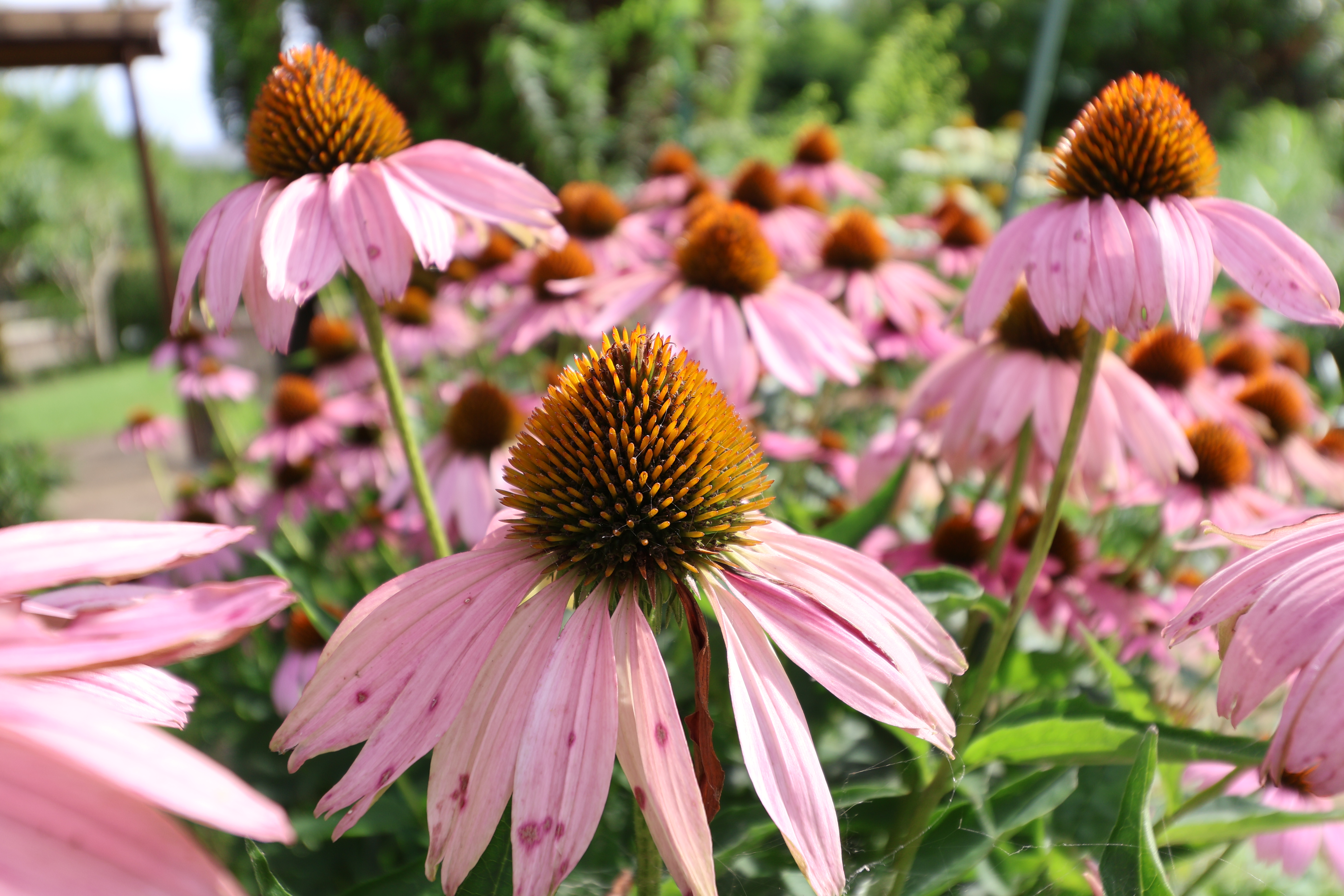 EOS R10　EF-S10-18mm F4.5-5.6 IS STM（18mm・F5.6・1/160秒）ISO 100　EF-EOS Rアダプター使用