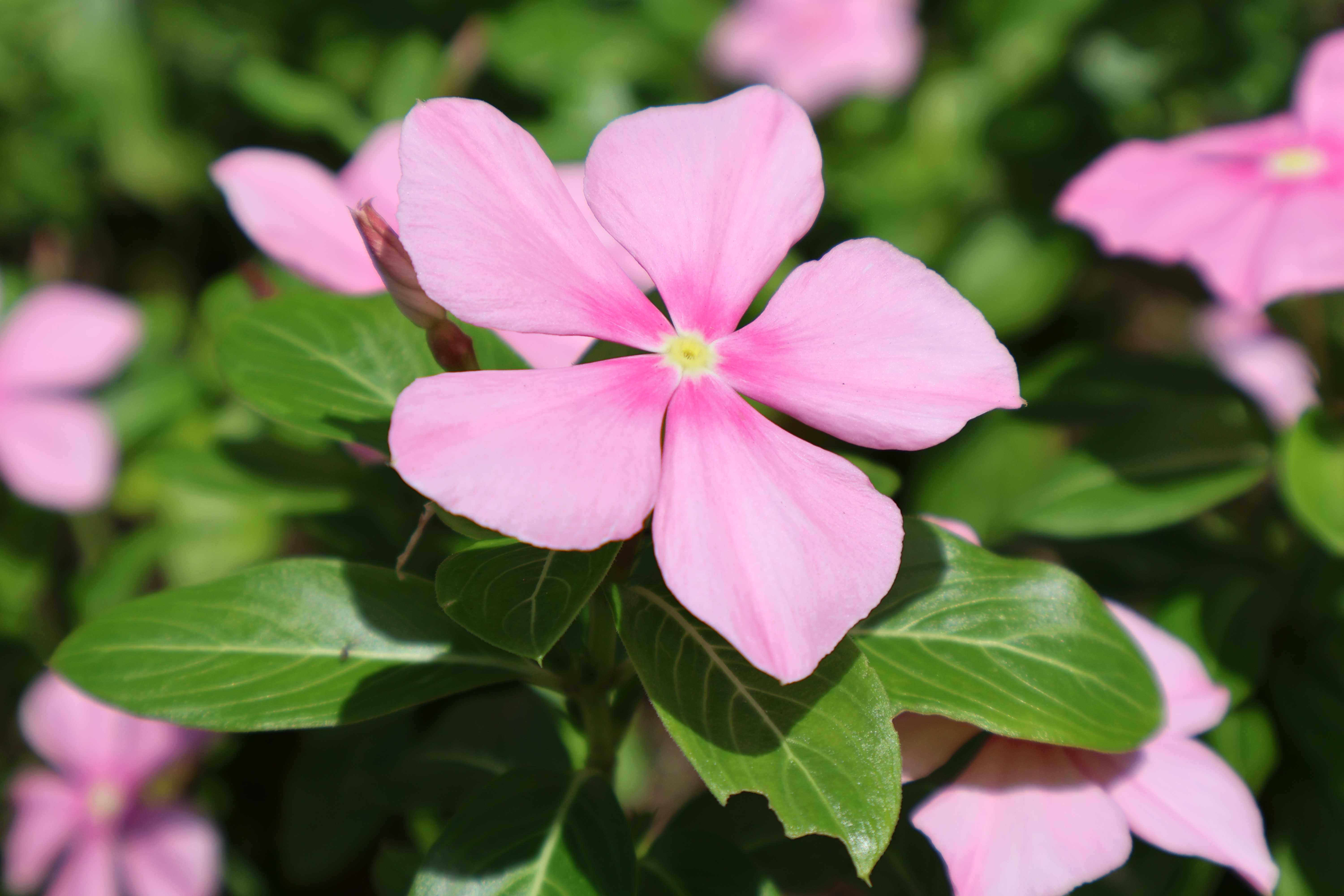 EOS R10　RF-S18-45mm F4.5-6.3 IS STM（45mm・F8・1/500秒）ISO 100