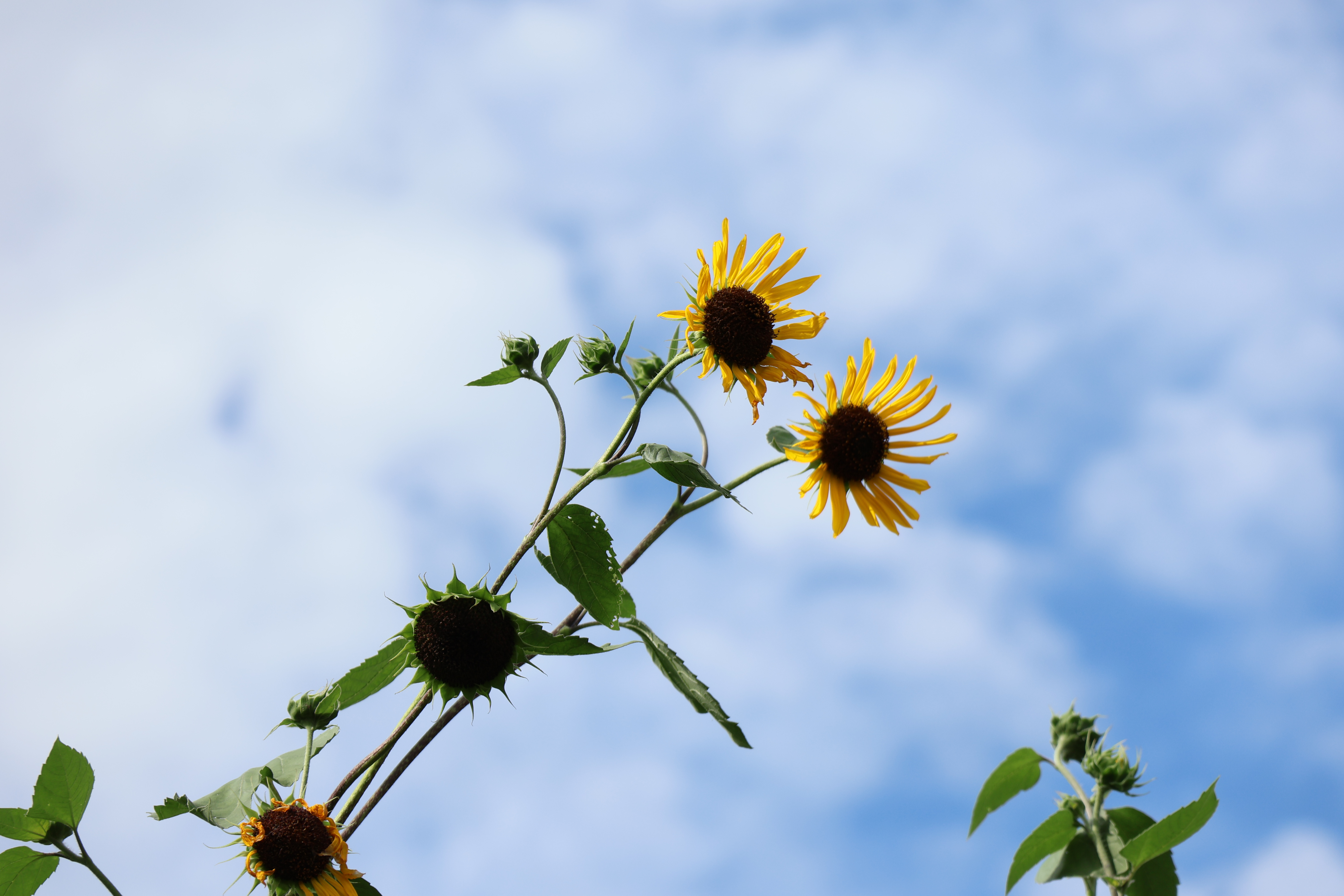 EOS R10　RF-S18-150mm F3.5-6.3 IS STM（150mm・F7.1・1/400秒）ISO 100