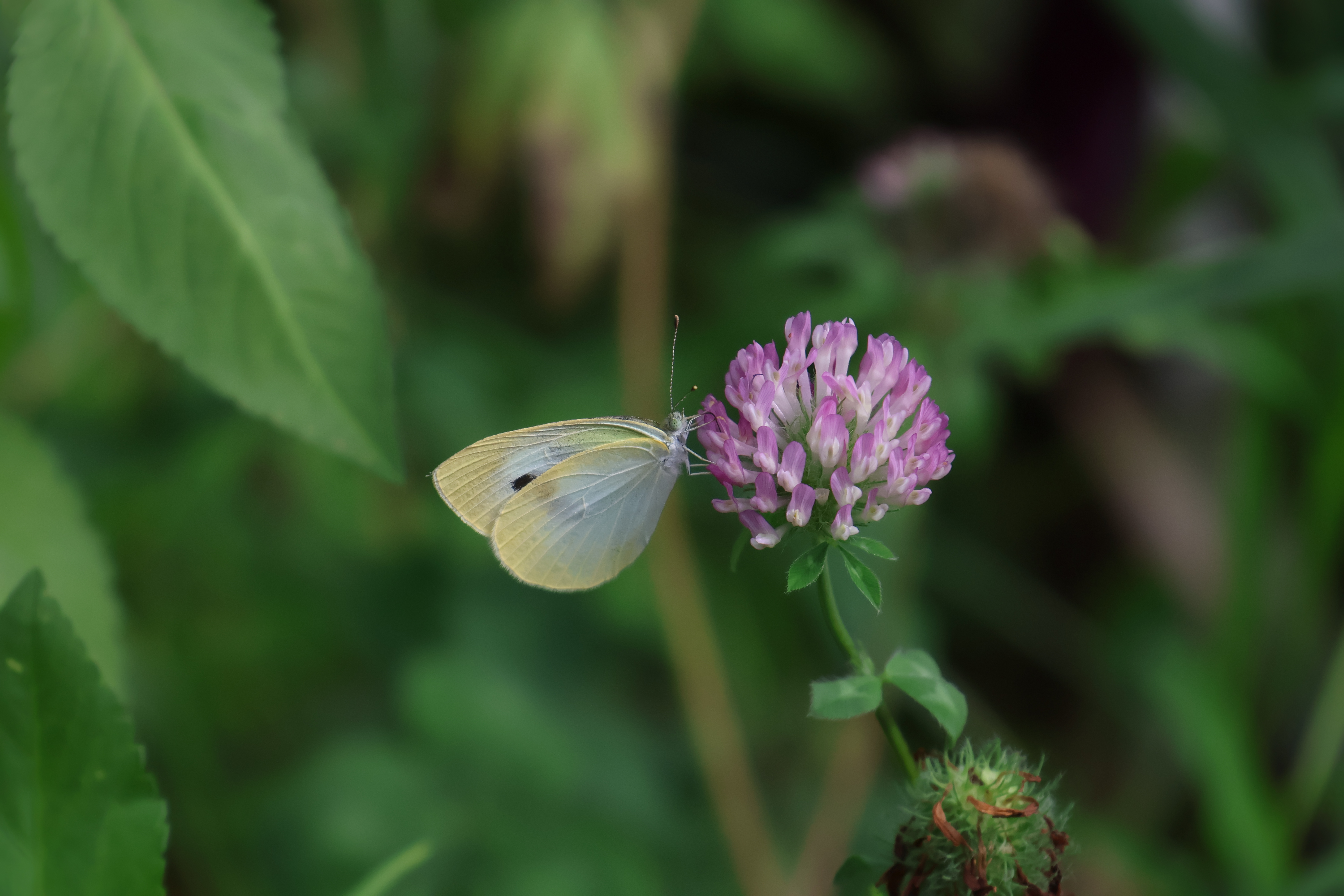 EOS R10　RF-S18-150mm F3.5-6.3 IS STM（150mm・F6.3・1/1,600秒）ISO 800