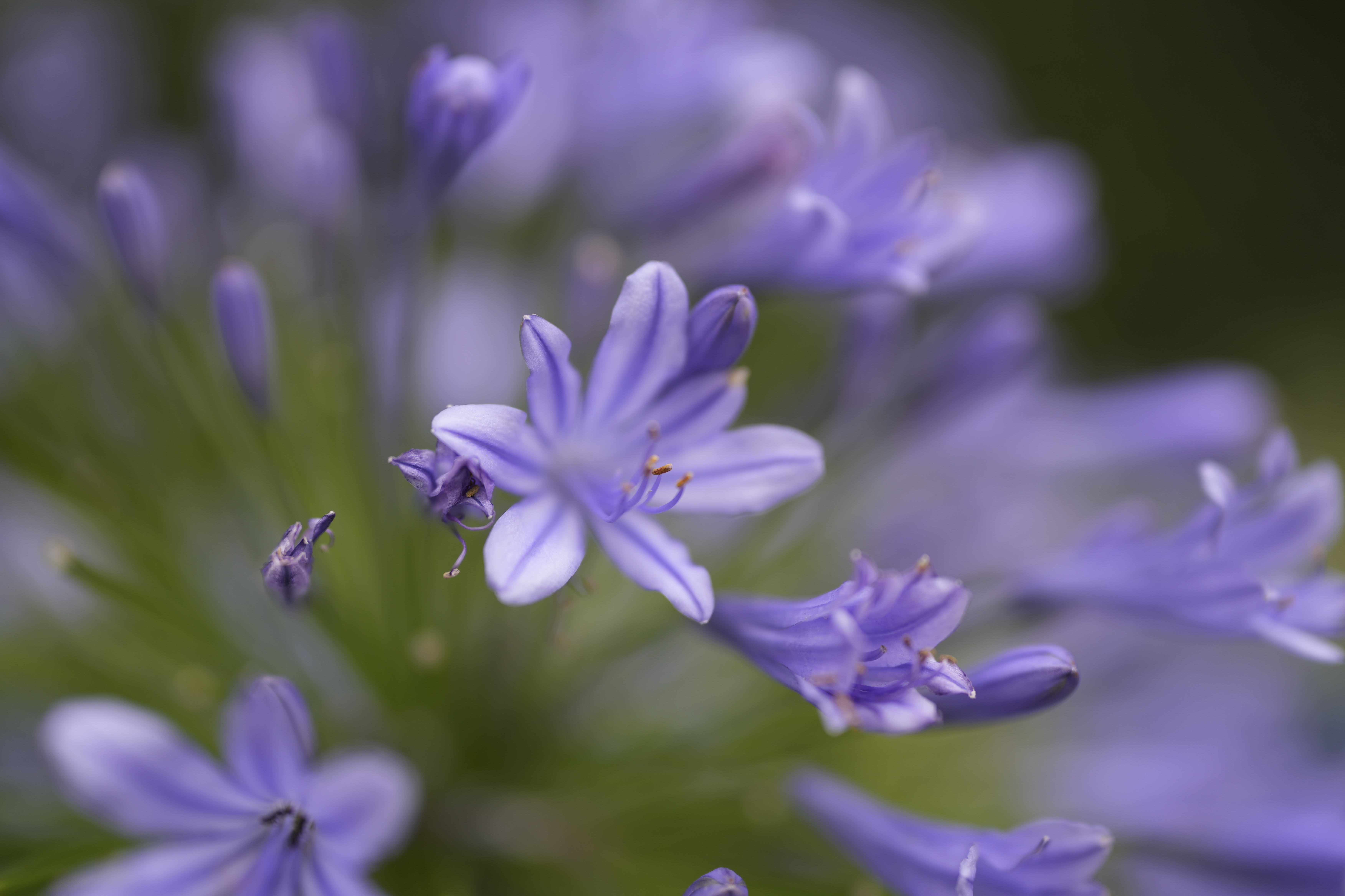 α7 IV／FE 35mm F1.4 GM／絞り優先（1/125秒・F1.4・±0.0EV）／ISO 100