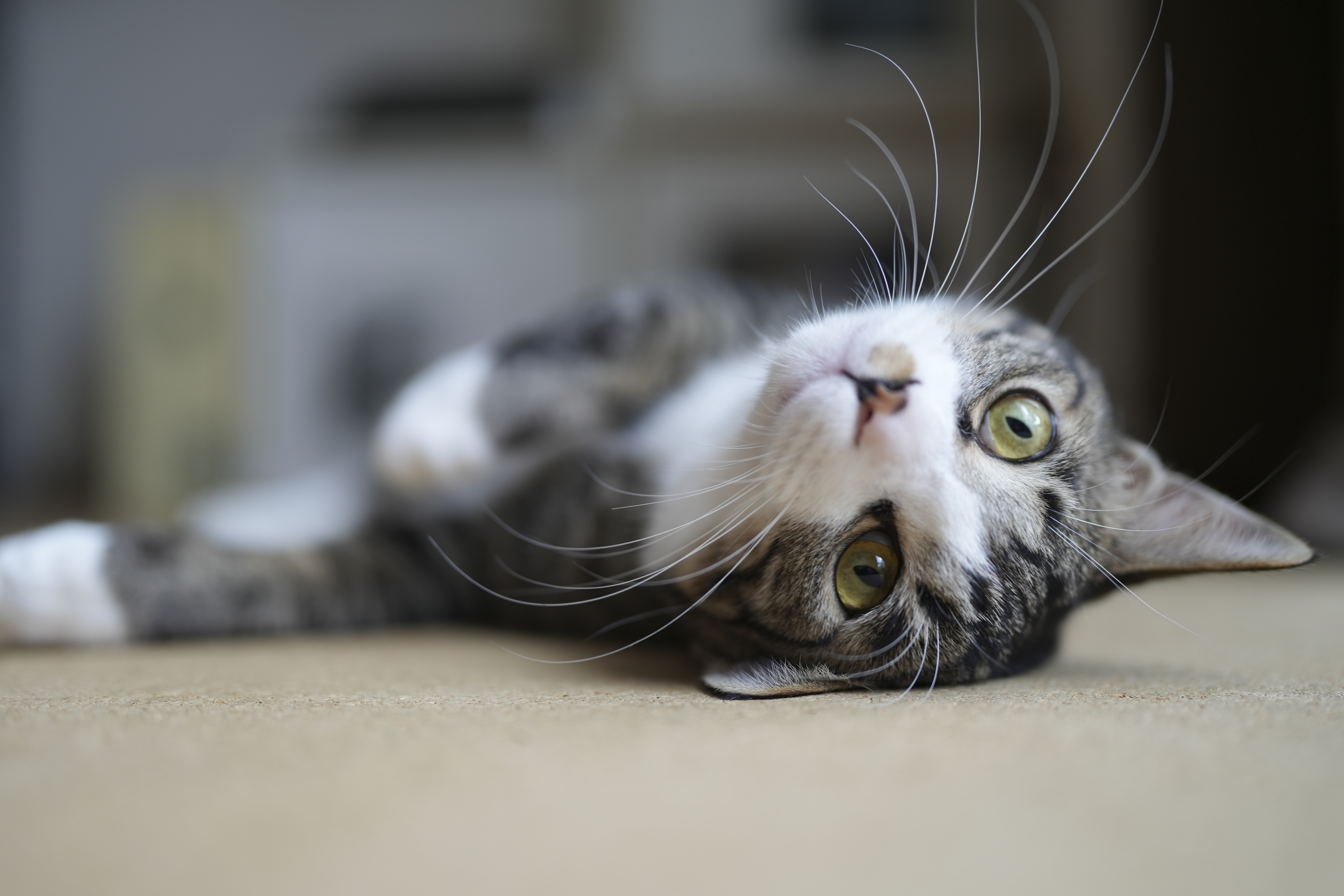 α7 IV／FE 35mm F1.4 GM／絞り優先（1/100秒・F1.4・±0.0EV）／ISO 200