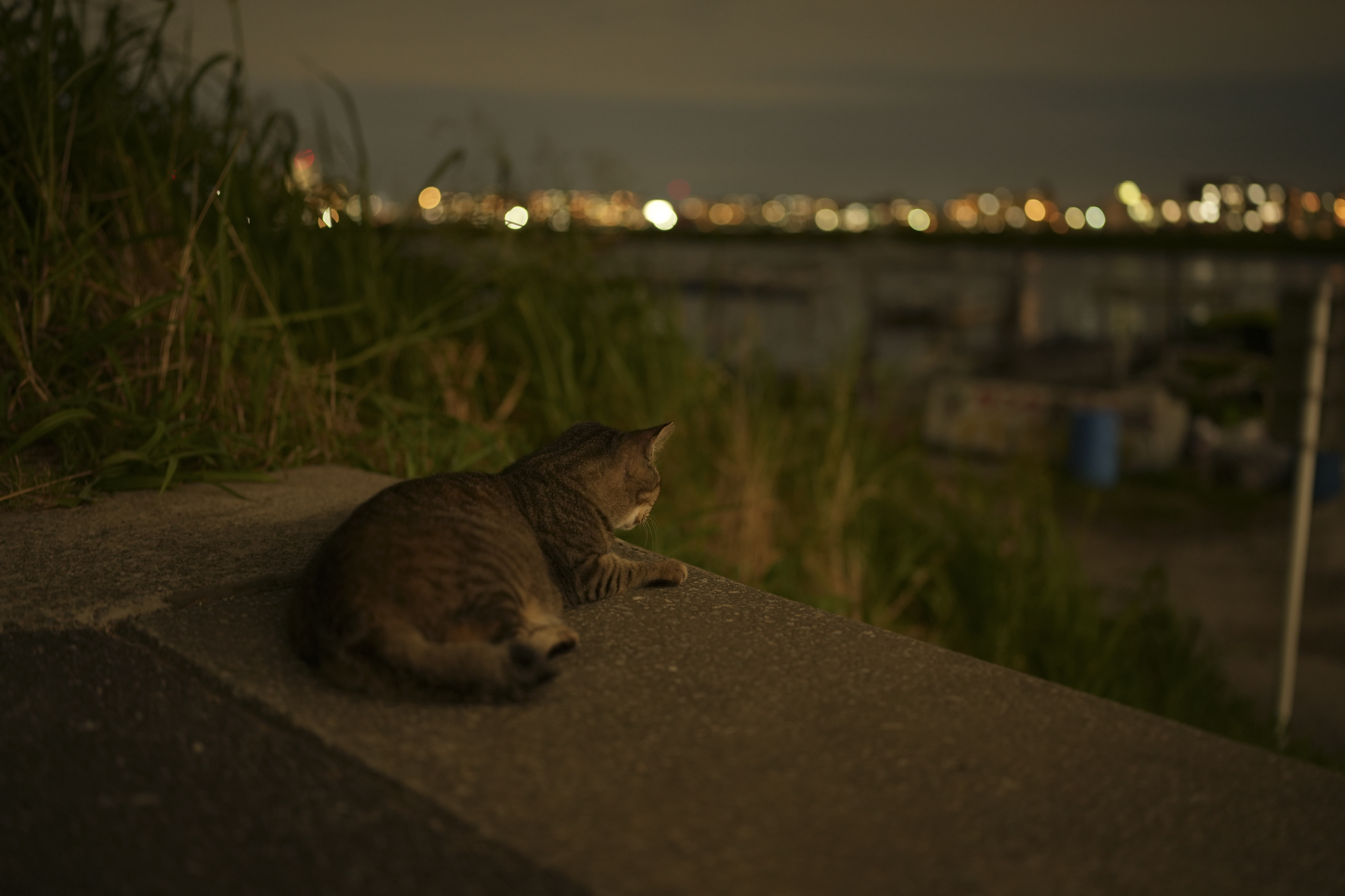 α7 IV／FE 35mm F1.4 GM／絞り優先（1/10秒・F1.4・-1.0EV）／ISO 800