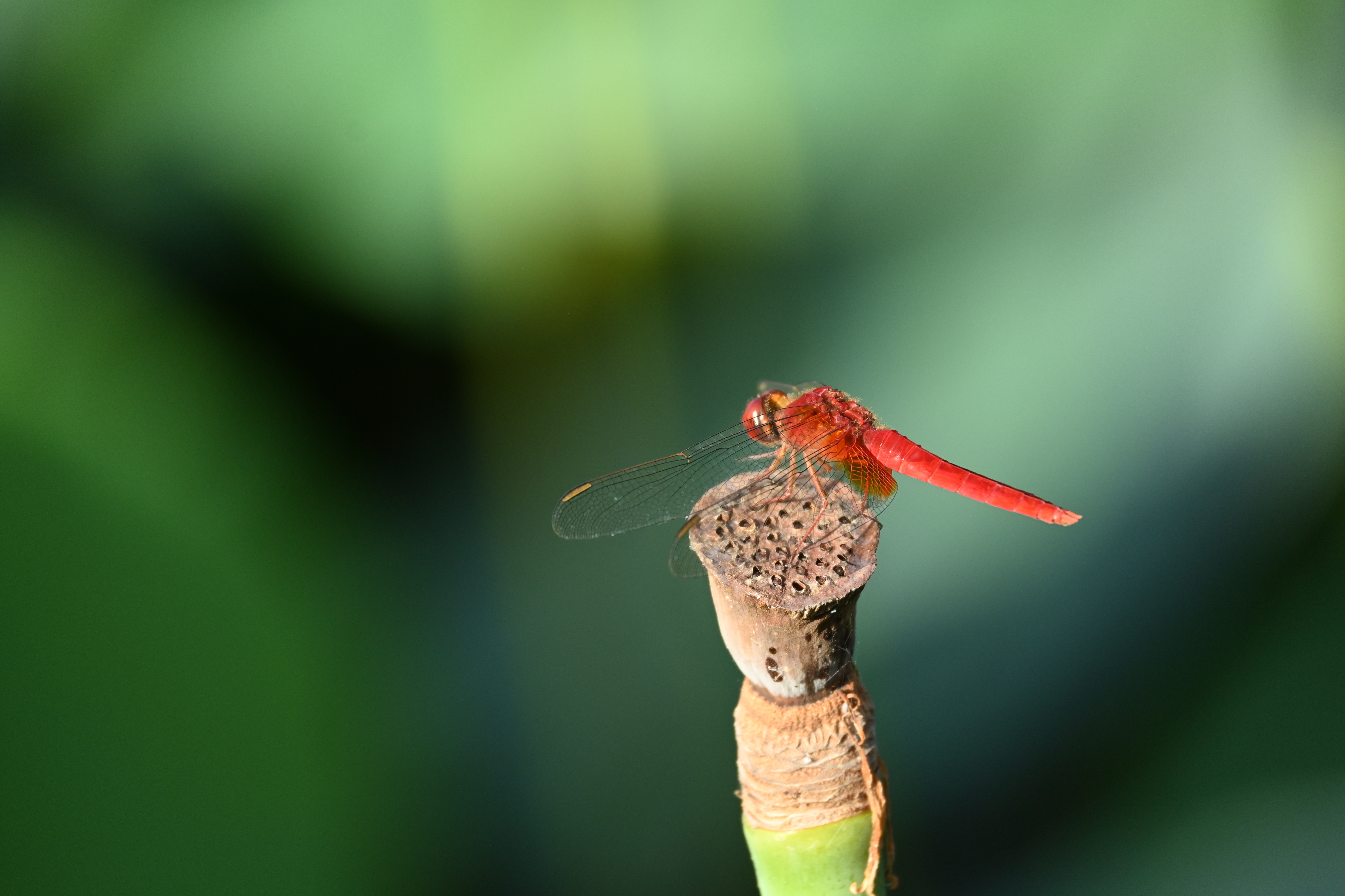 ニコン Z 30　NIKKOR Z DX 50-250mm f/4.5-6.3 VR（F6.3・1/400秒）ISO 400