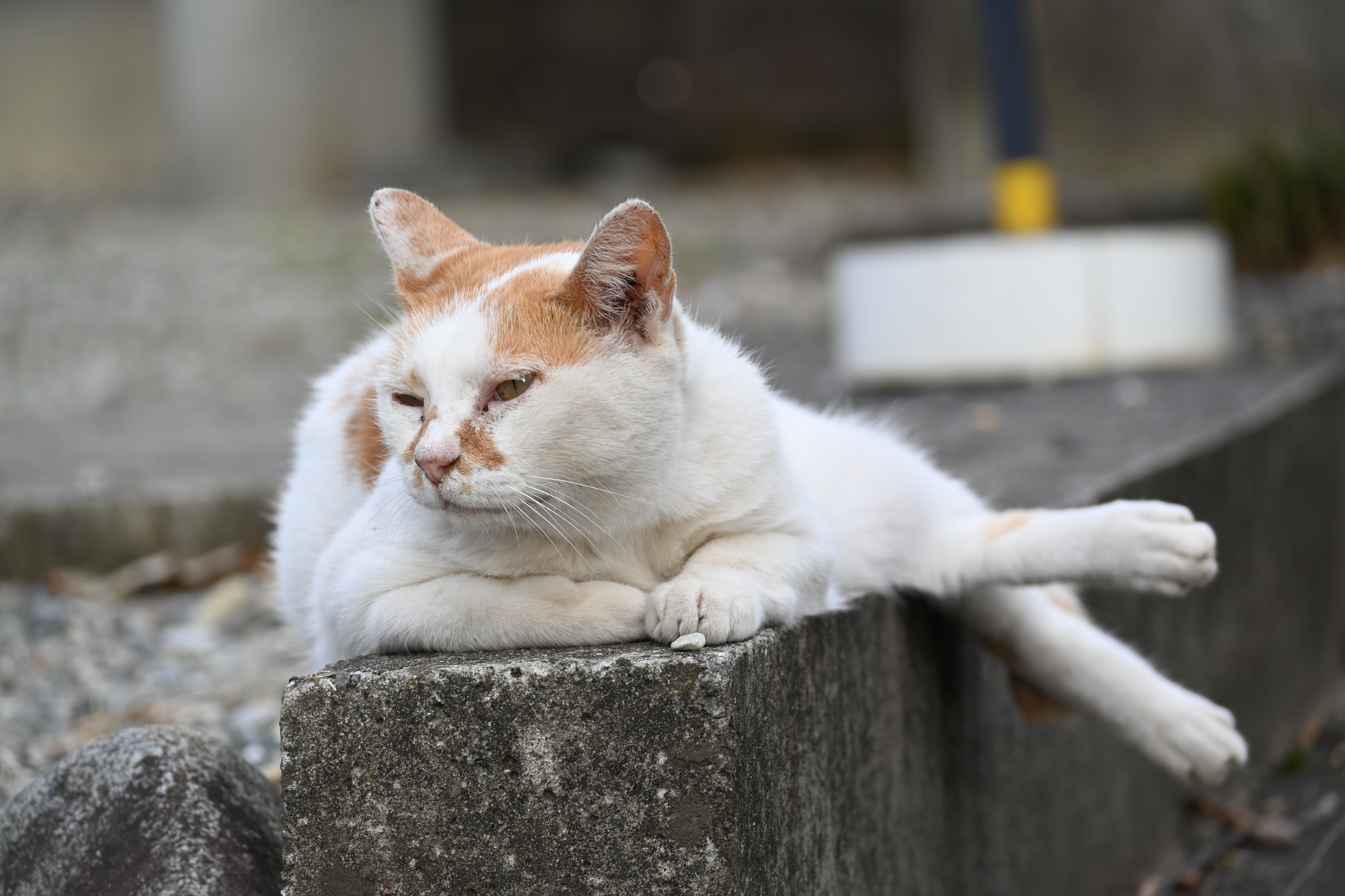 ニコン Z 30　NIKKOR Z DX 50-250mm f/4.5-6.3 VR（F5.6・1/60秒）ISO 100