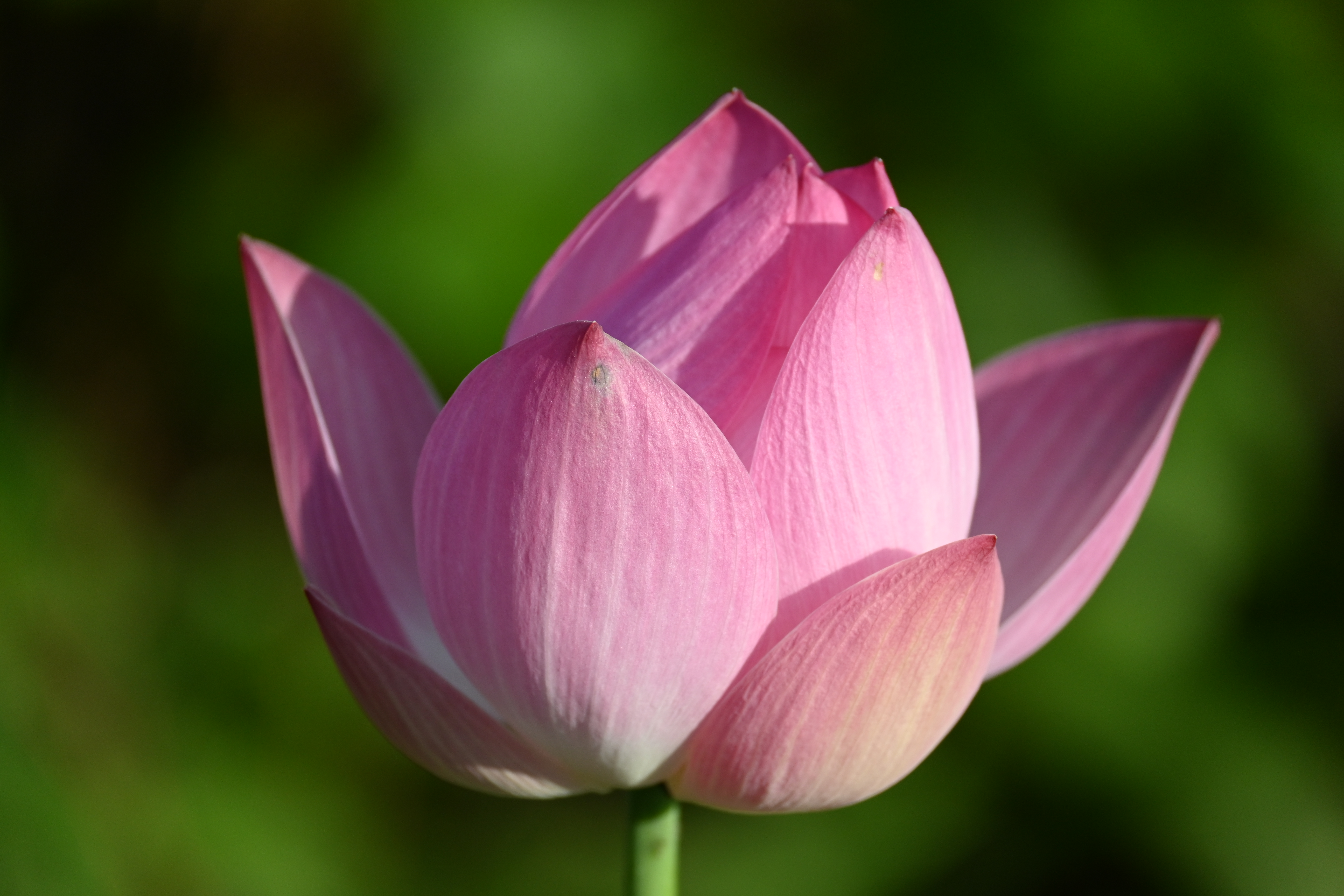 ニコン Z 30　NIKKOR Z DX 50-250mm f/4.5-6.3 VR（F6.0・1/800秒）ISO 400