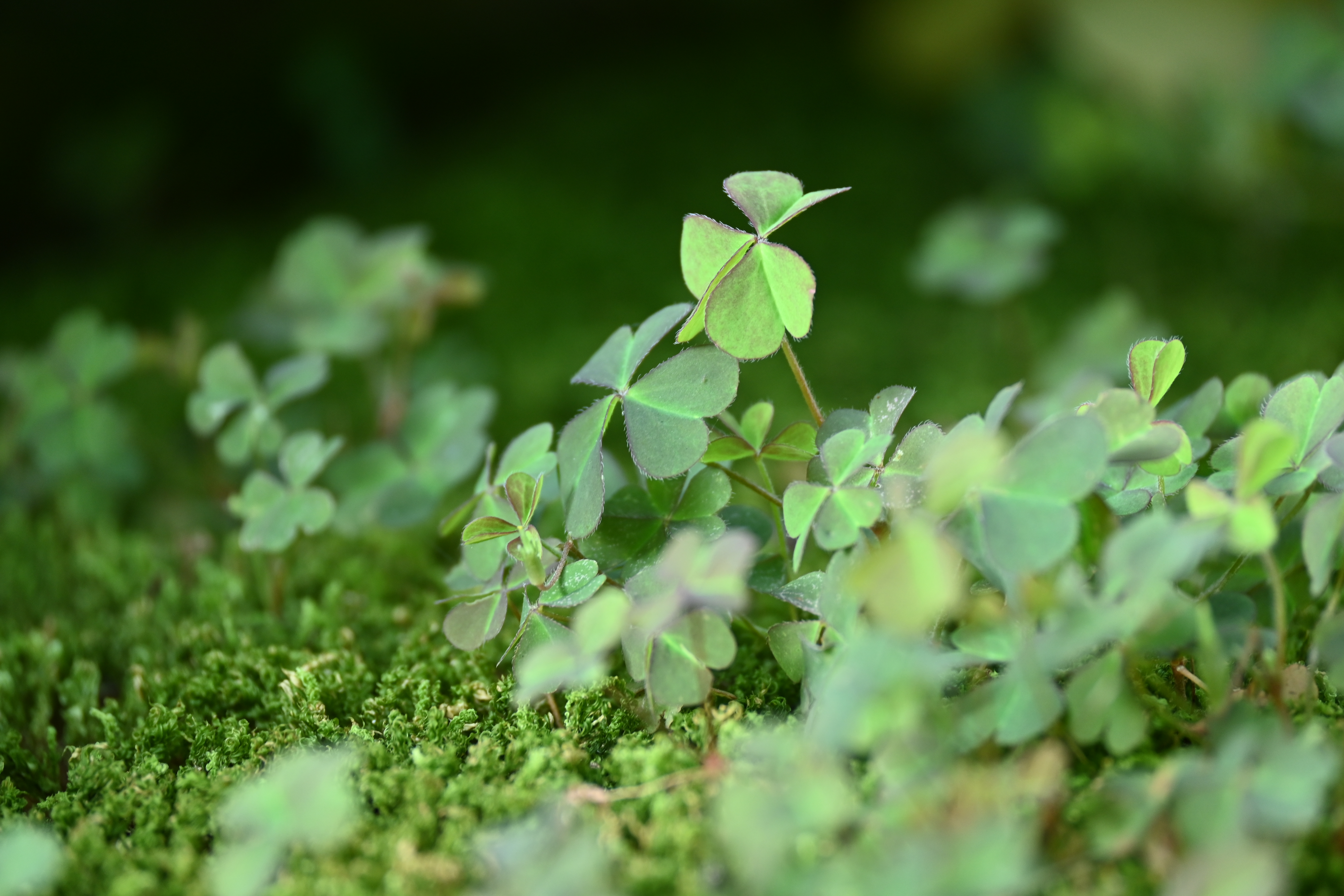 ニコン Z 30　NIKKOR Z DX 50-250mm f/4.5-6.3 VR（F6.3・1/25秒）ISO 400