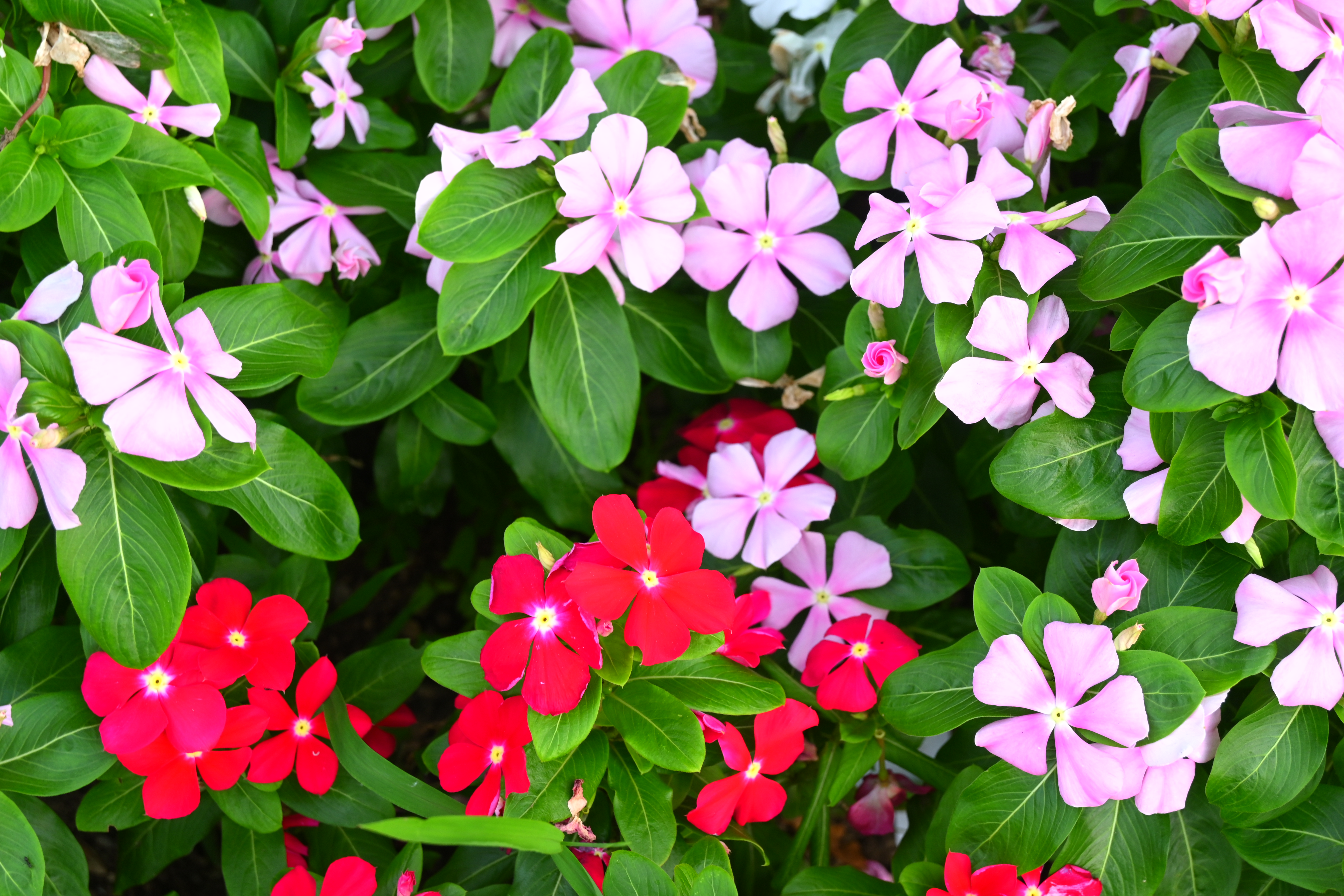 ニコン Z 30　NIKKOR Z DX 50-250mm f/4.5-6.3 VR（F6.3・1/40秒）ISO 200