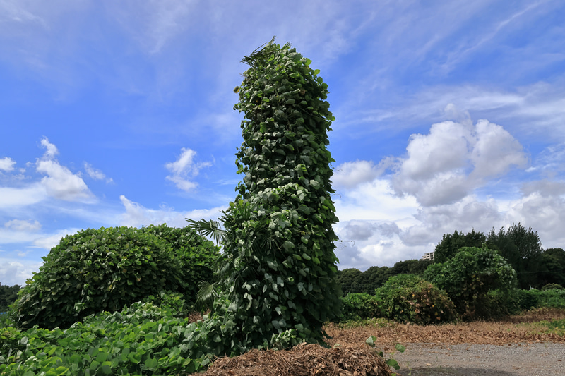 緻密な描写が必要なこうした風景でも良い感じで描写します。画素数云々より階調のつながりの良さに筆者は感動します。<br>EOS R7　RF16mm F2.8 STM（F11・1/1,000秒）ISO 400