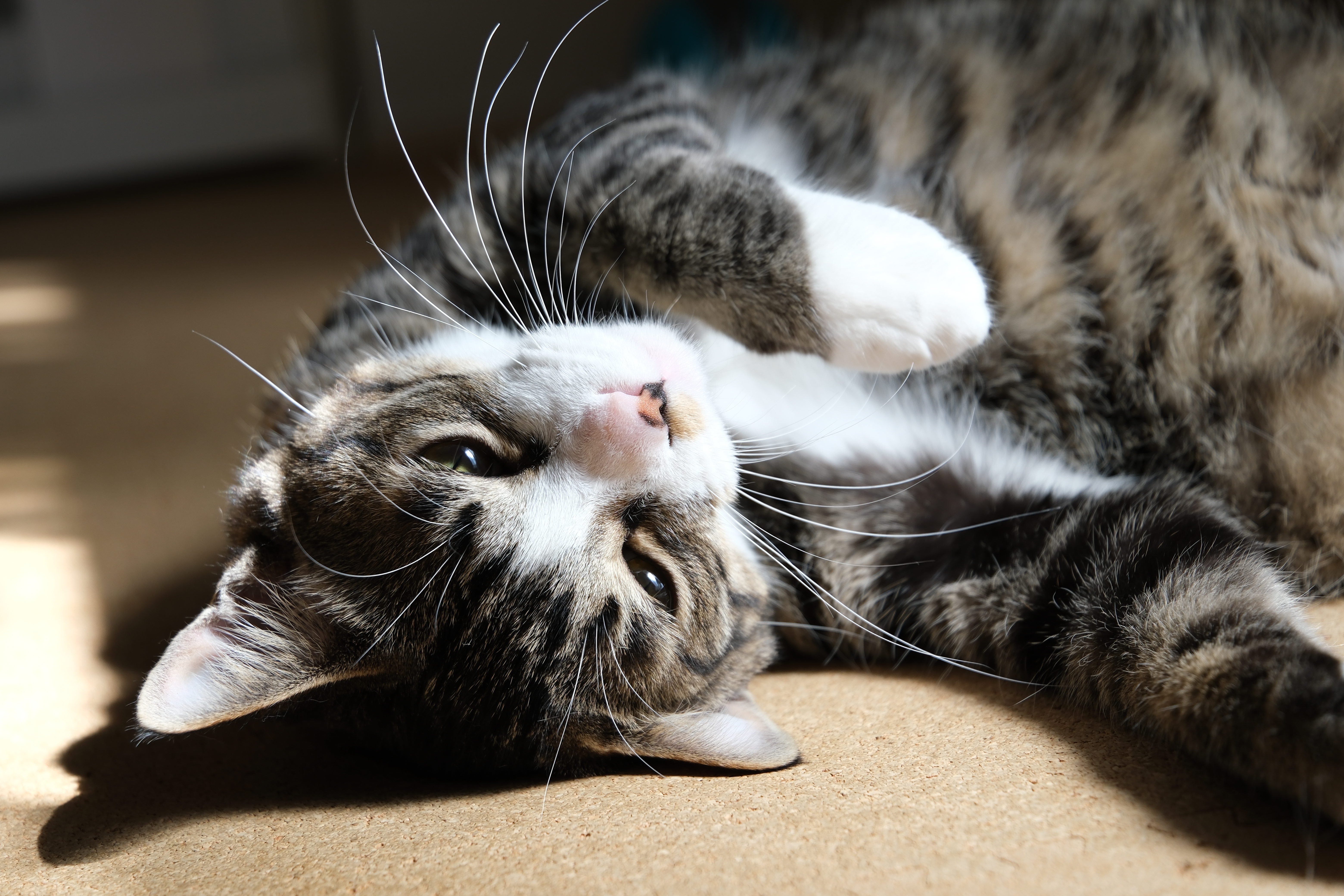 X-H2S　XF18-120mmF4 LM PZ WR（F4・1/220秒・47.6mm）ISO 160