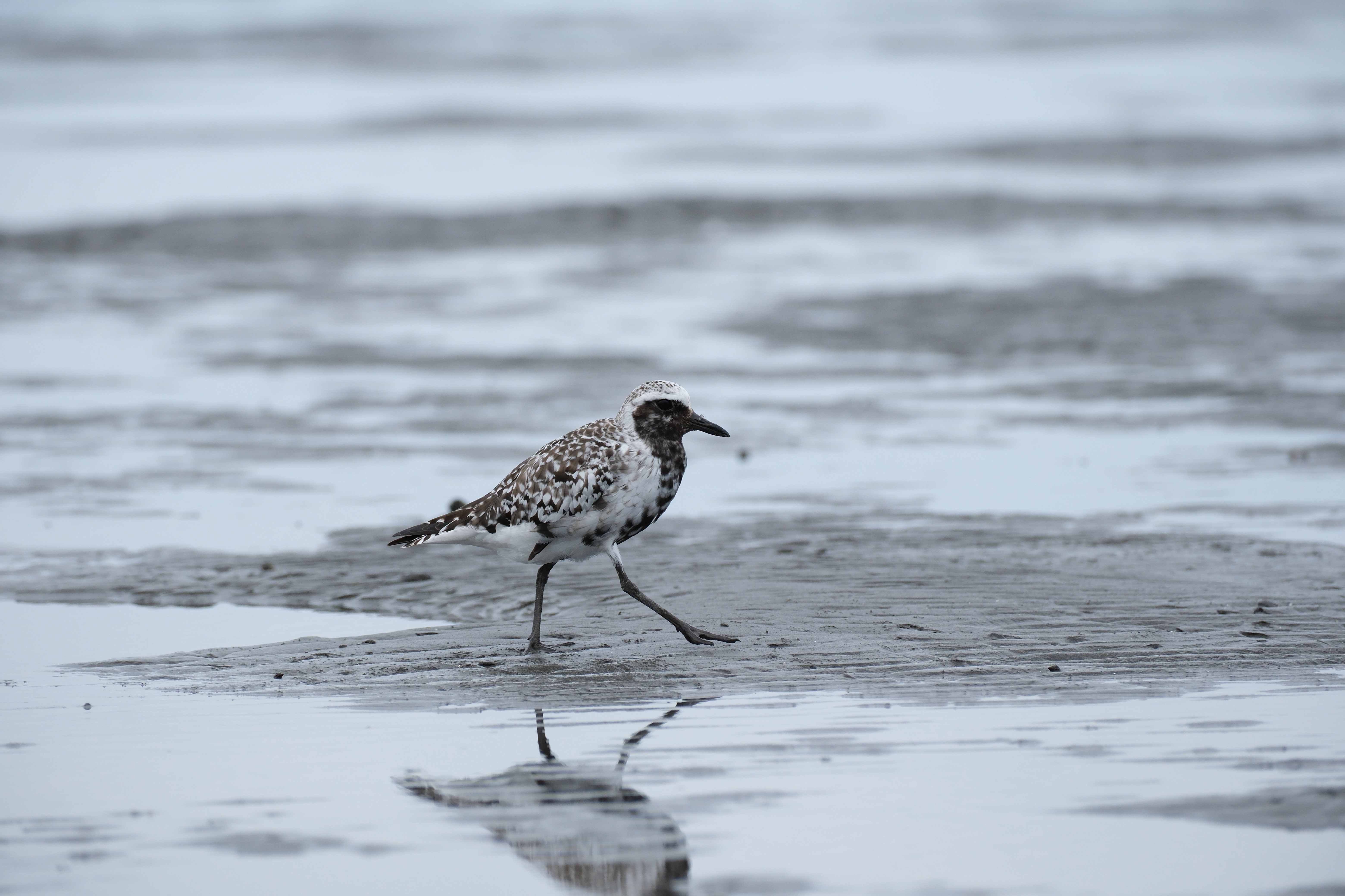 X-H2S　XF70-300mmF4-5.6 R LM OIS WR（F7.1・1/1,600秒・300mm）ISO 800